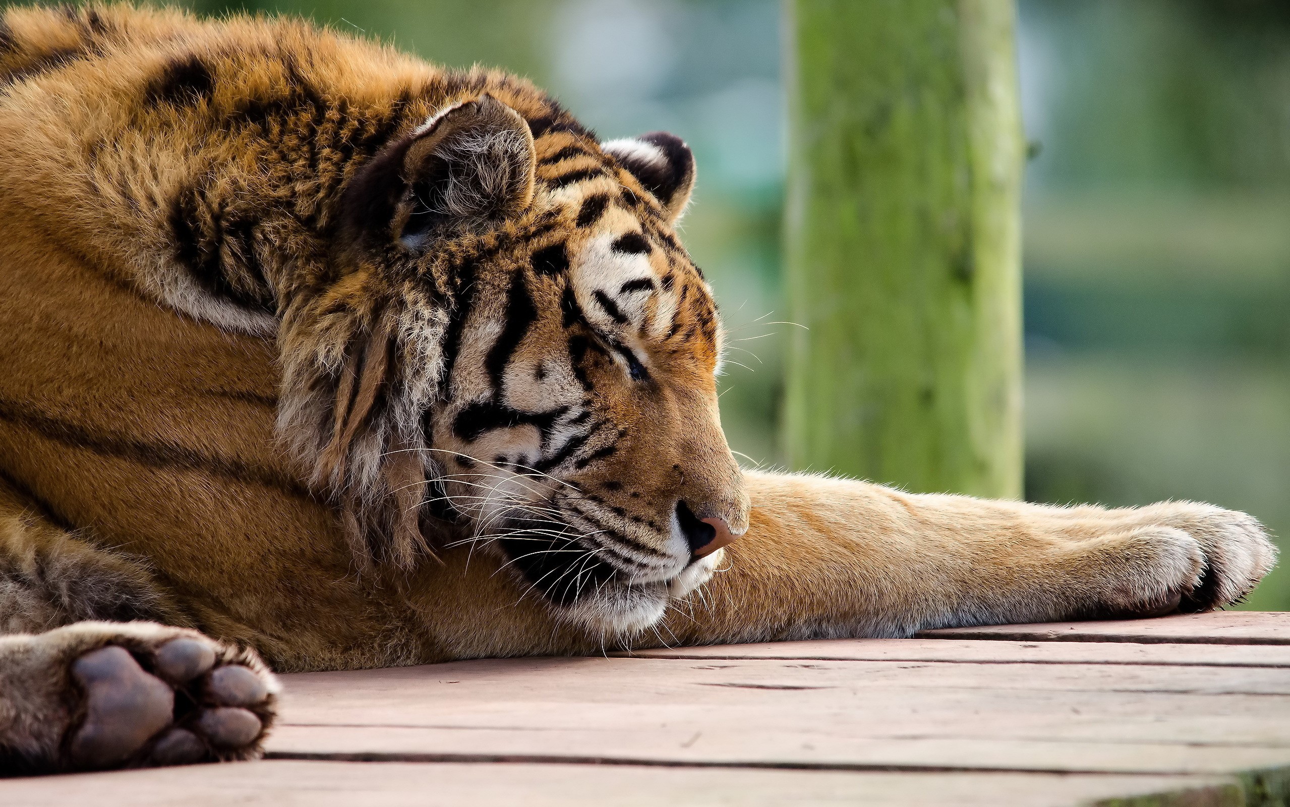 Tiger resting on wooden planks HD Wallpaper