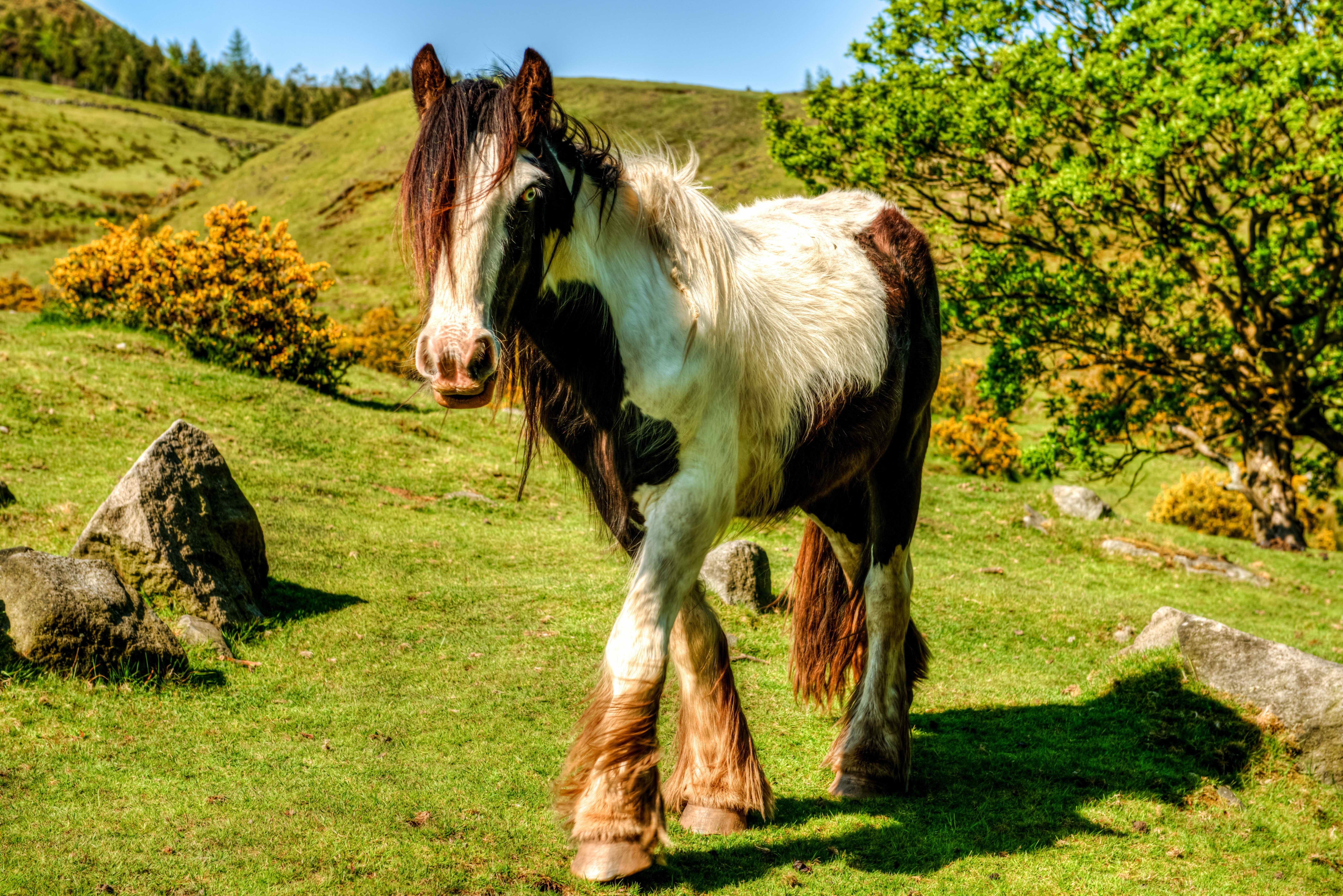 A piebald horse stands in a grassy field HD Wallpaper