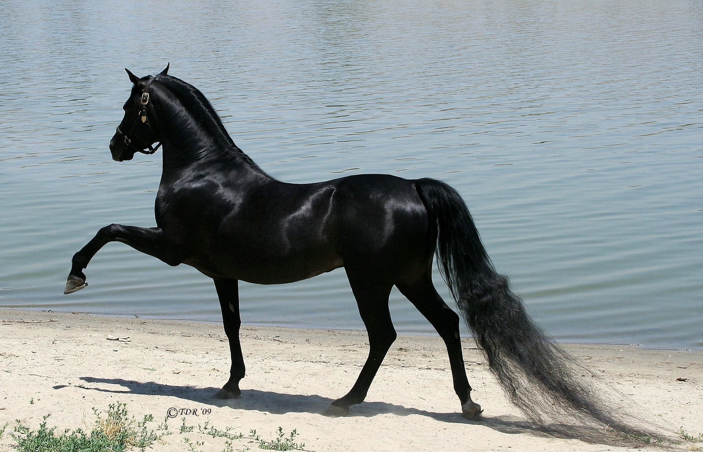 Black horse standing on a sandy beach by the water HD Wallpaper