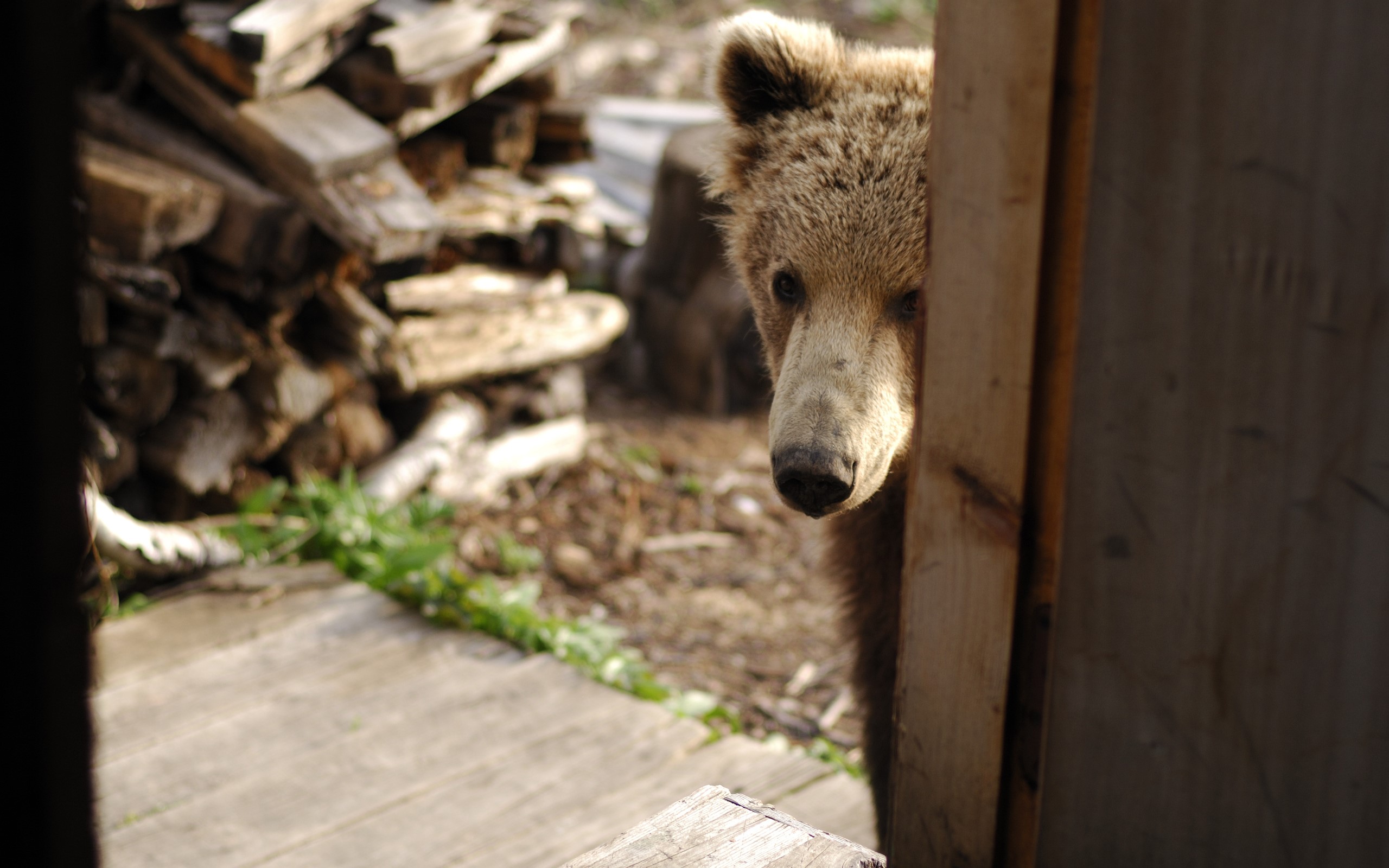 A curious brown bear peeks around a wooden doorframe HD Wallpaper
