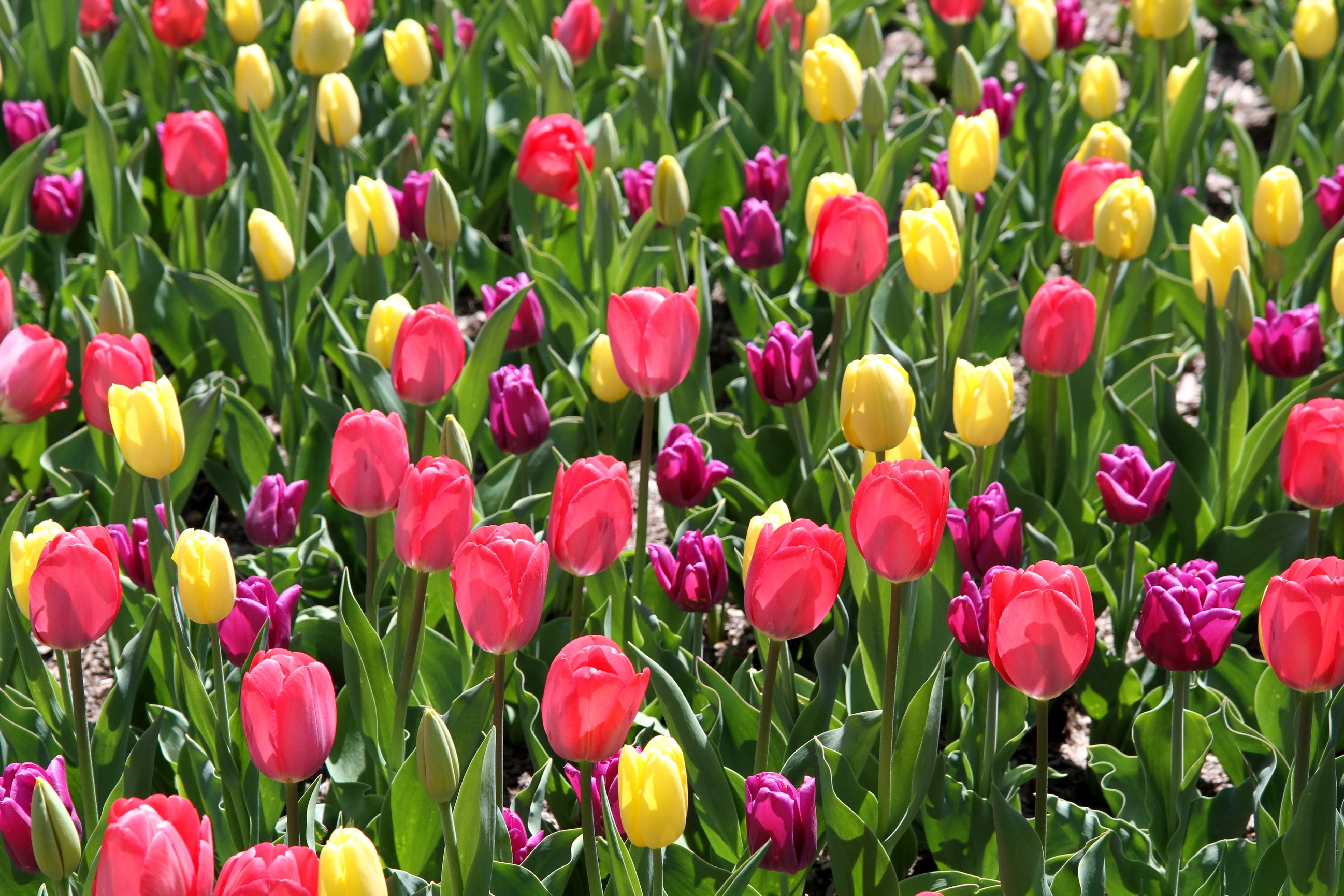 Field of Red, Yellow, and Purple Tulips HD Wallpaper