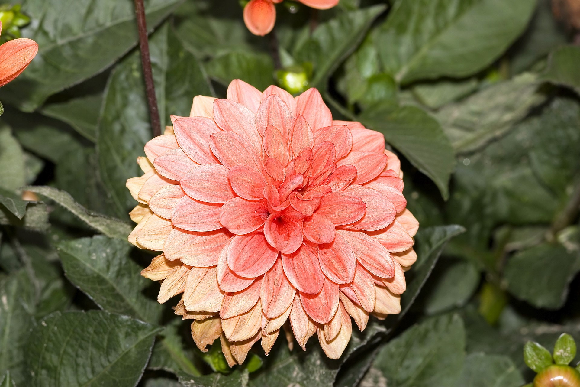 Close-up of a pink dahlia flower HD Wallpaper