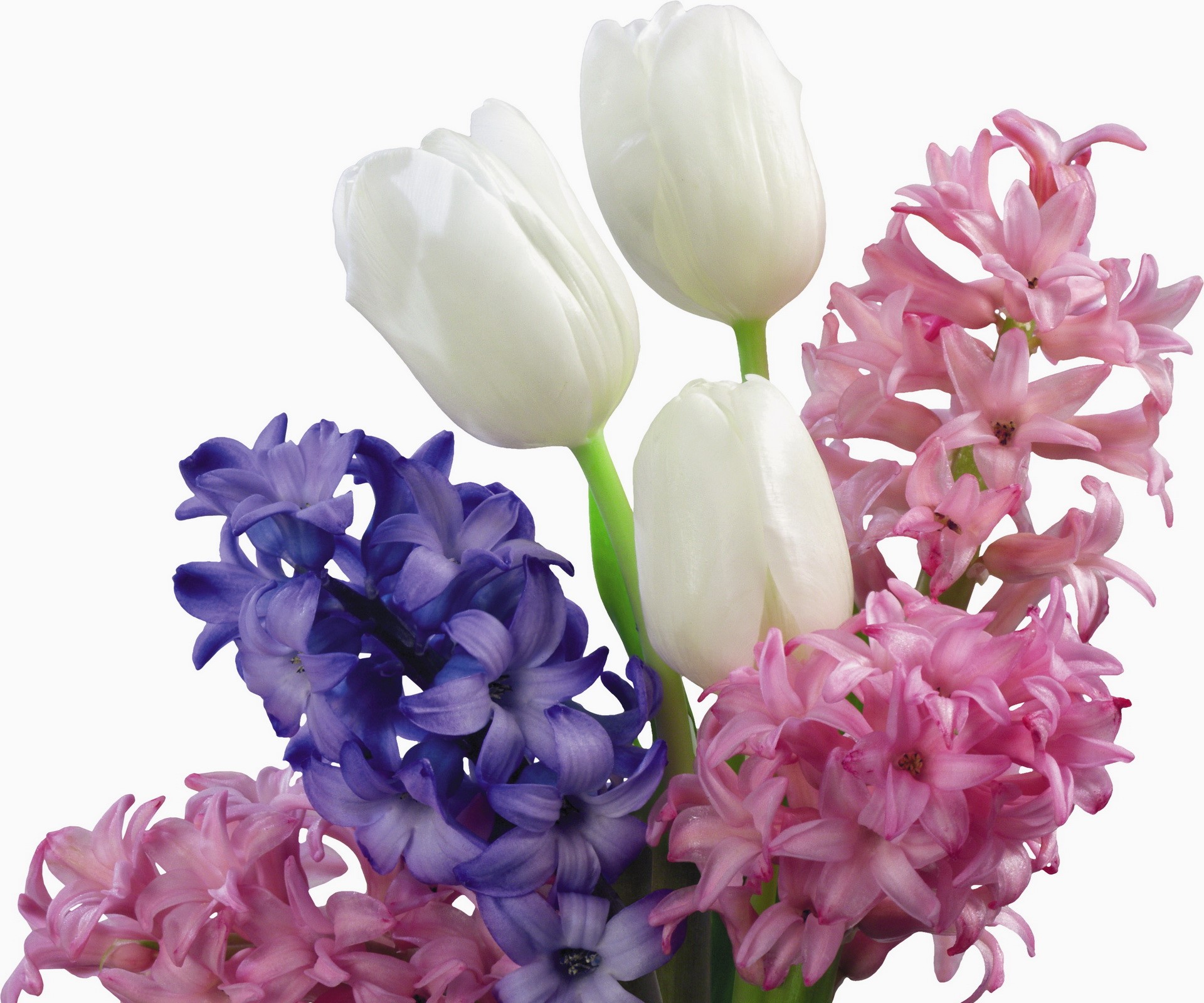 White tulips and hyacinths bouquet HD Wallpaper