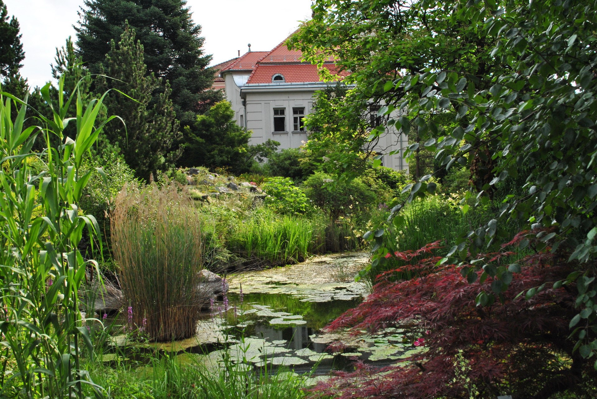 Pond with water lilies and reeds in a garden HD Wallpaper
