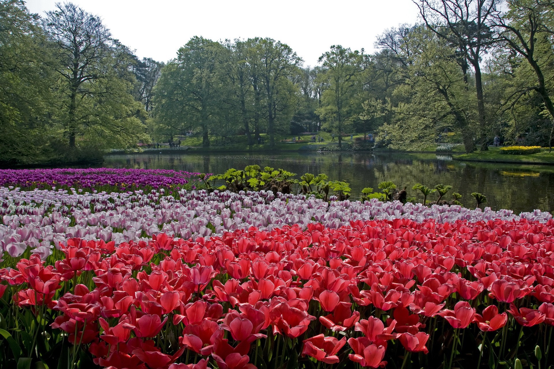 Keukenhof Gardens with Tulips and Pond, Lisse, Netherlands HD Wallpaper