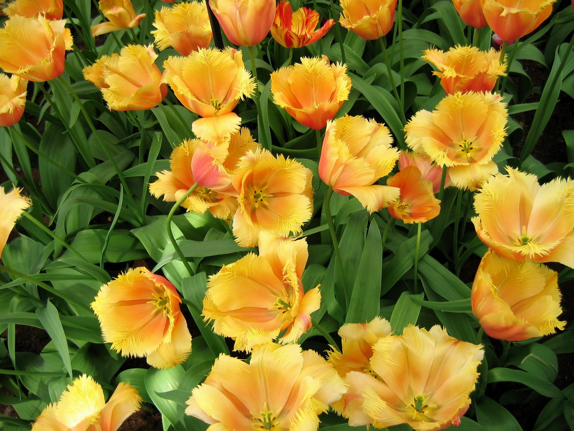 Orange and yellow fringed tulips HD Wallpaper