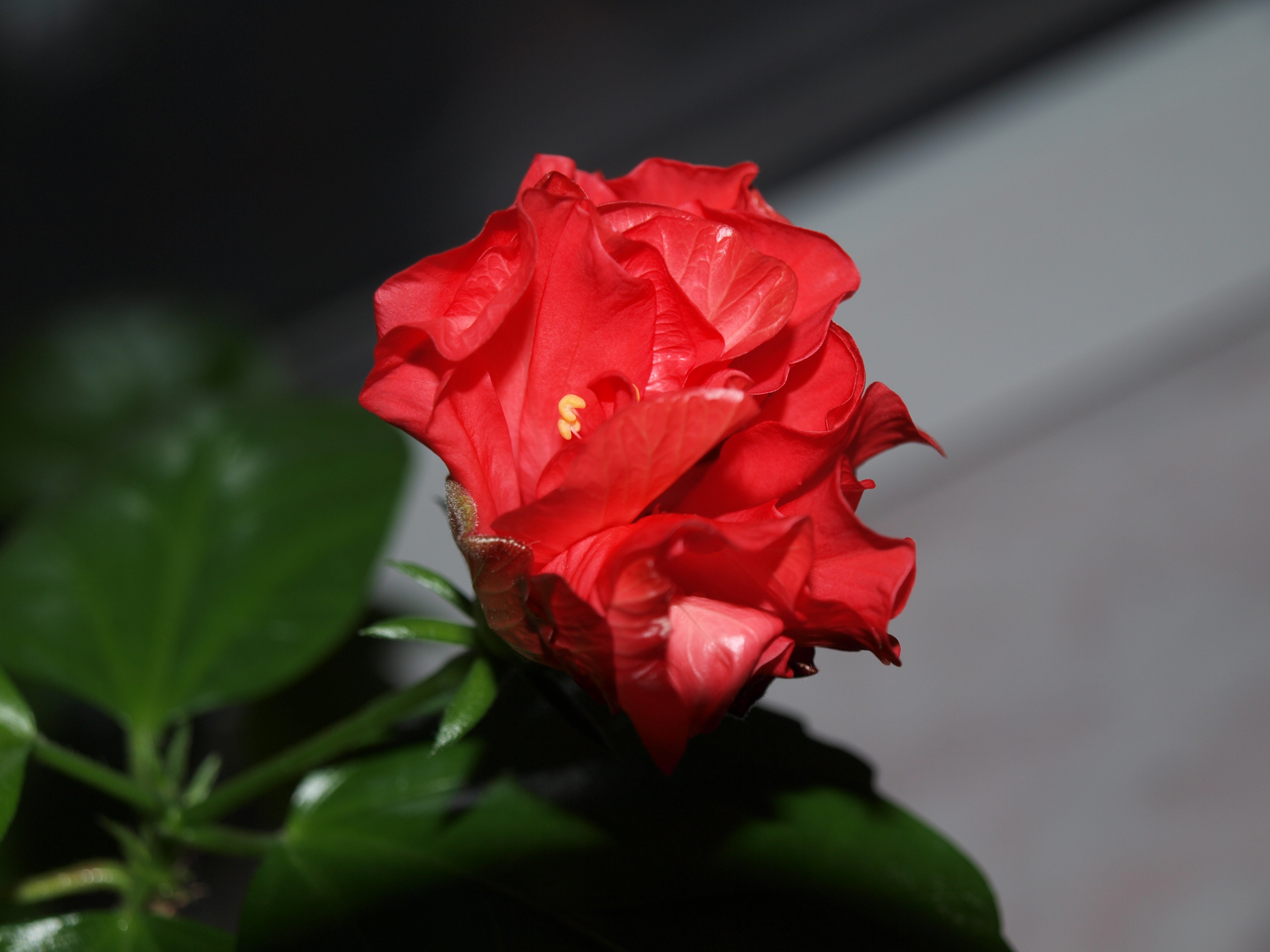 Red hibiscus flower with green leaves HD Wallpaper