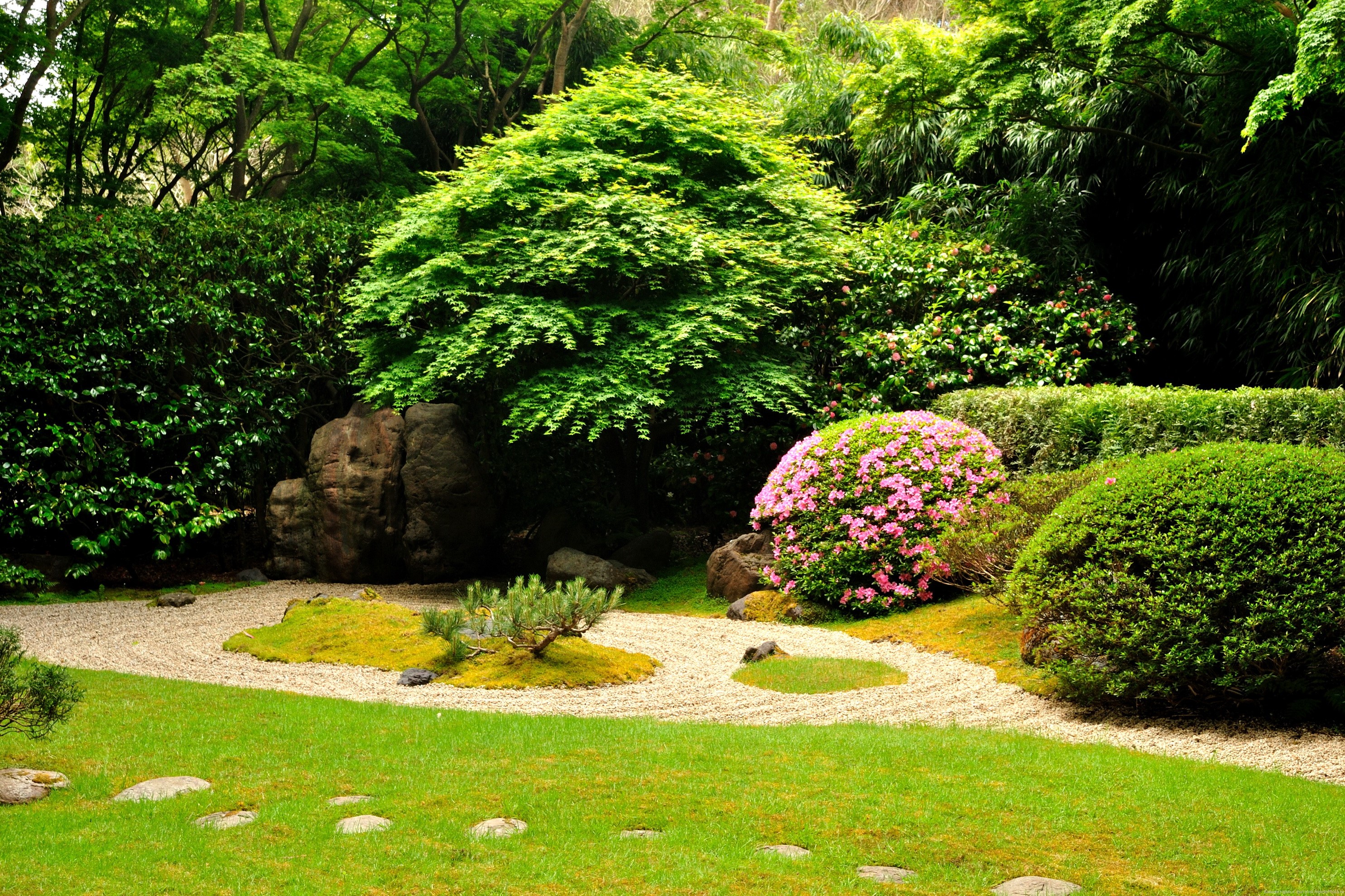 Japanese Garden with Raked Sand and Pink Azaleas HD Wallpaper