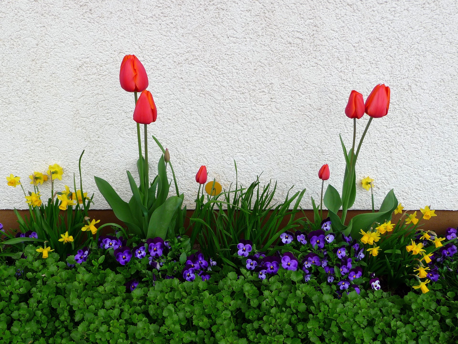 Red tulips and yellow daffodils in a garden HD Wallpaper