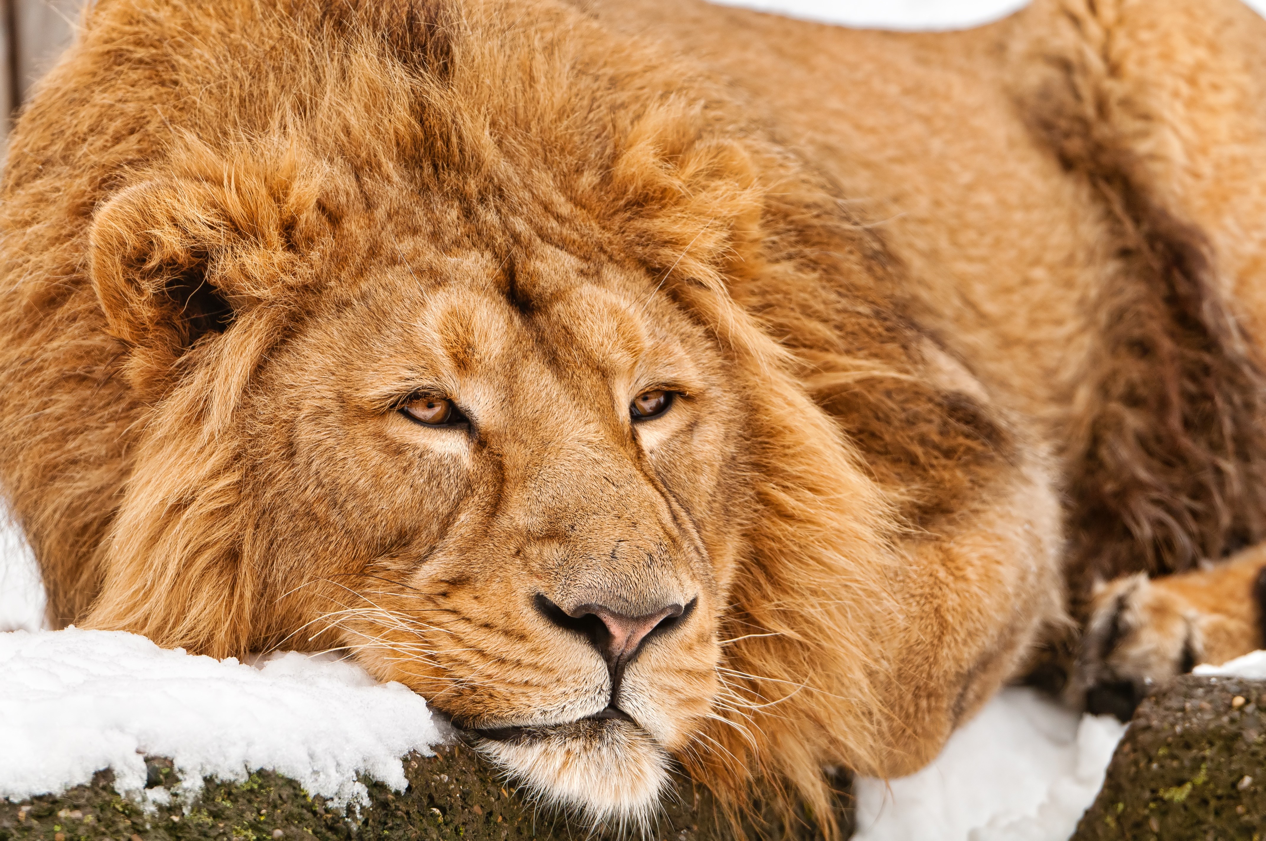Lion resting in the snow HD Wallpaper