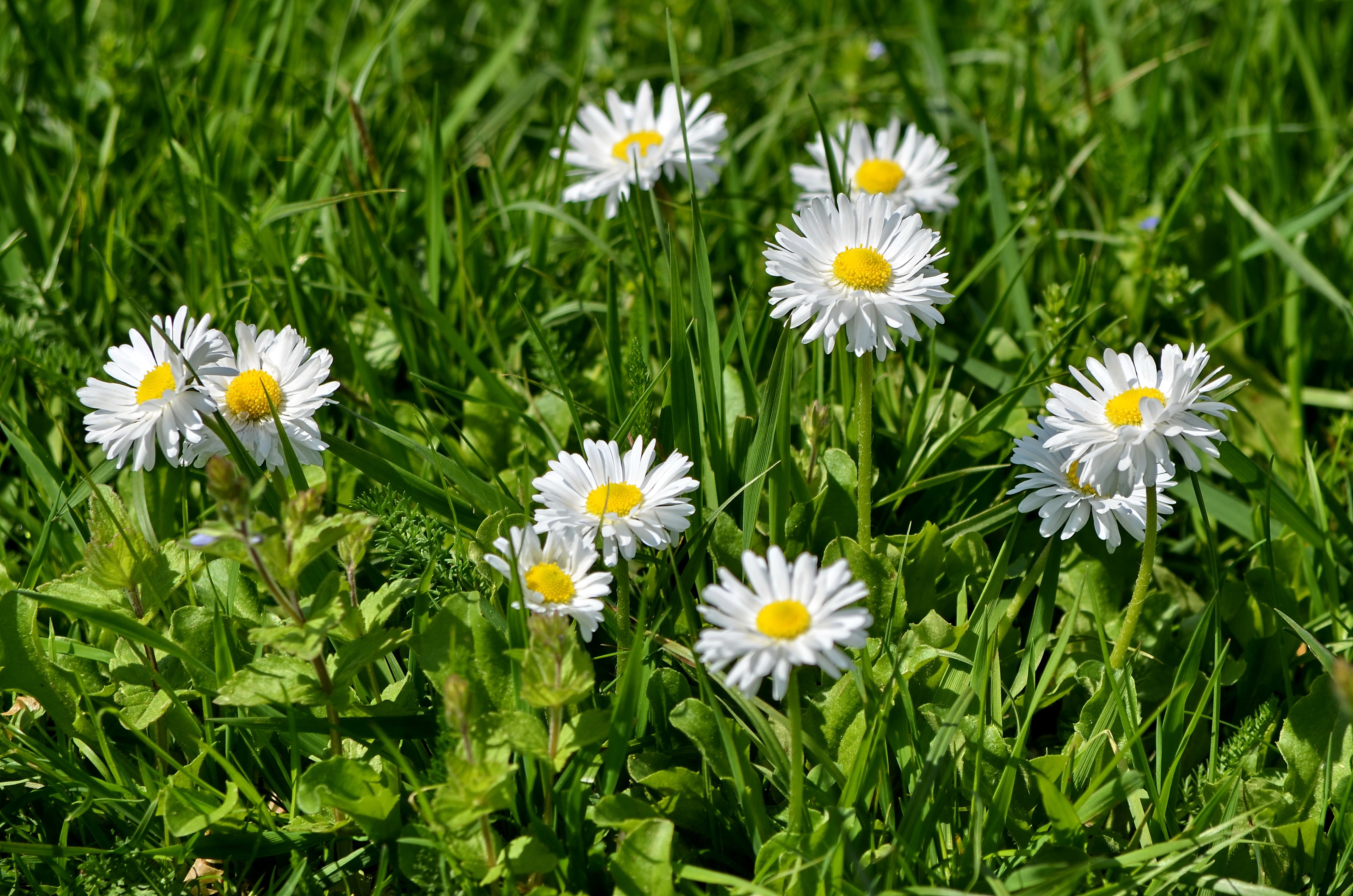 Bellis flowers in green grass HD Wallpaper