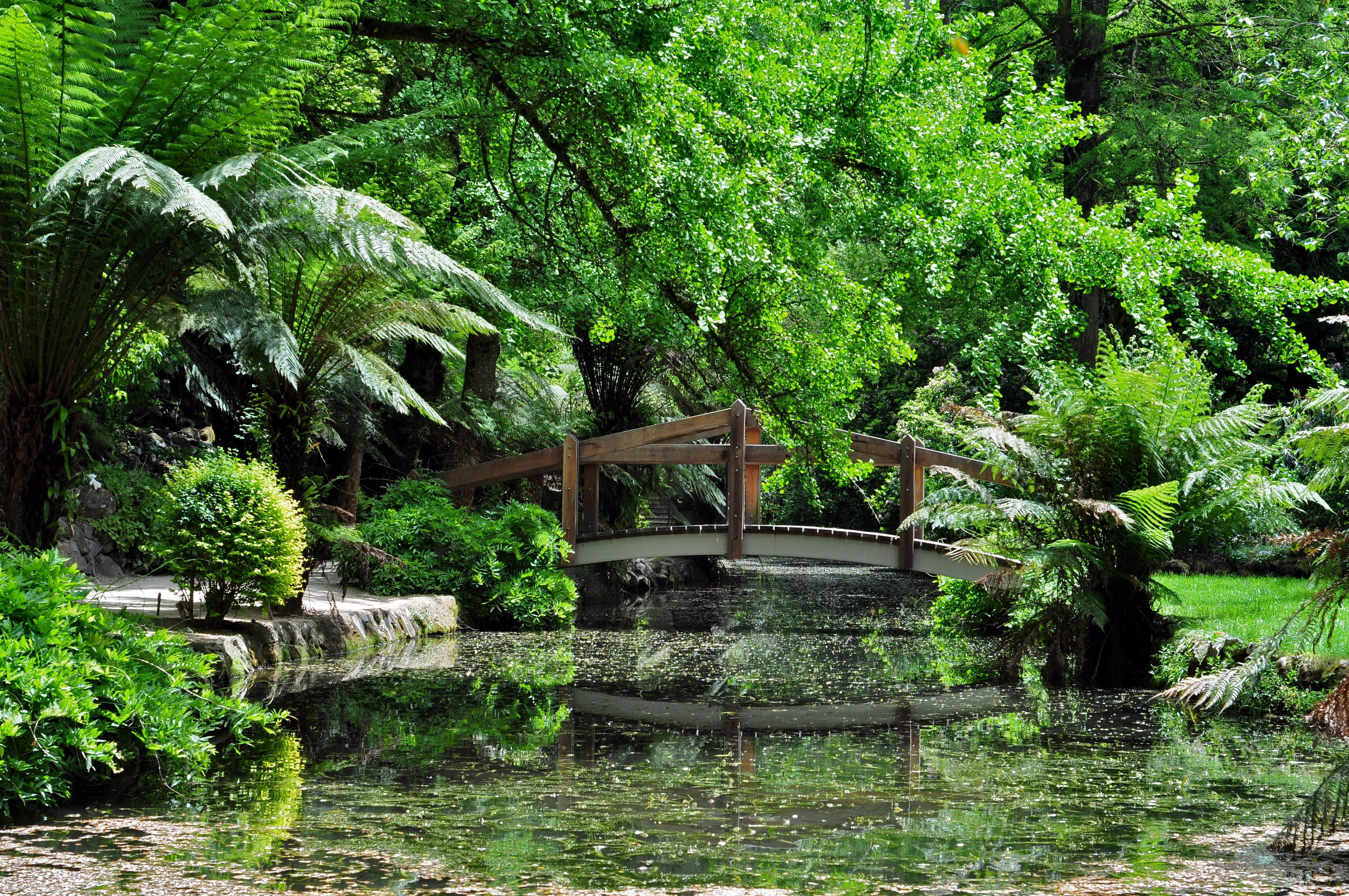 Wooden bridge over a pond in a lush garden HD Wallpaper