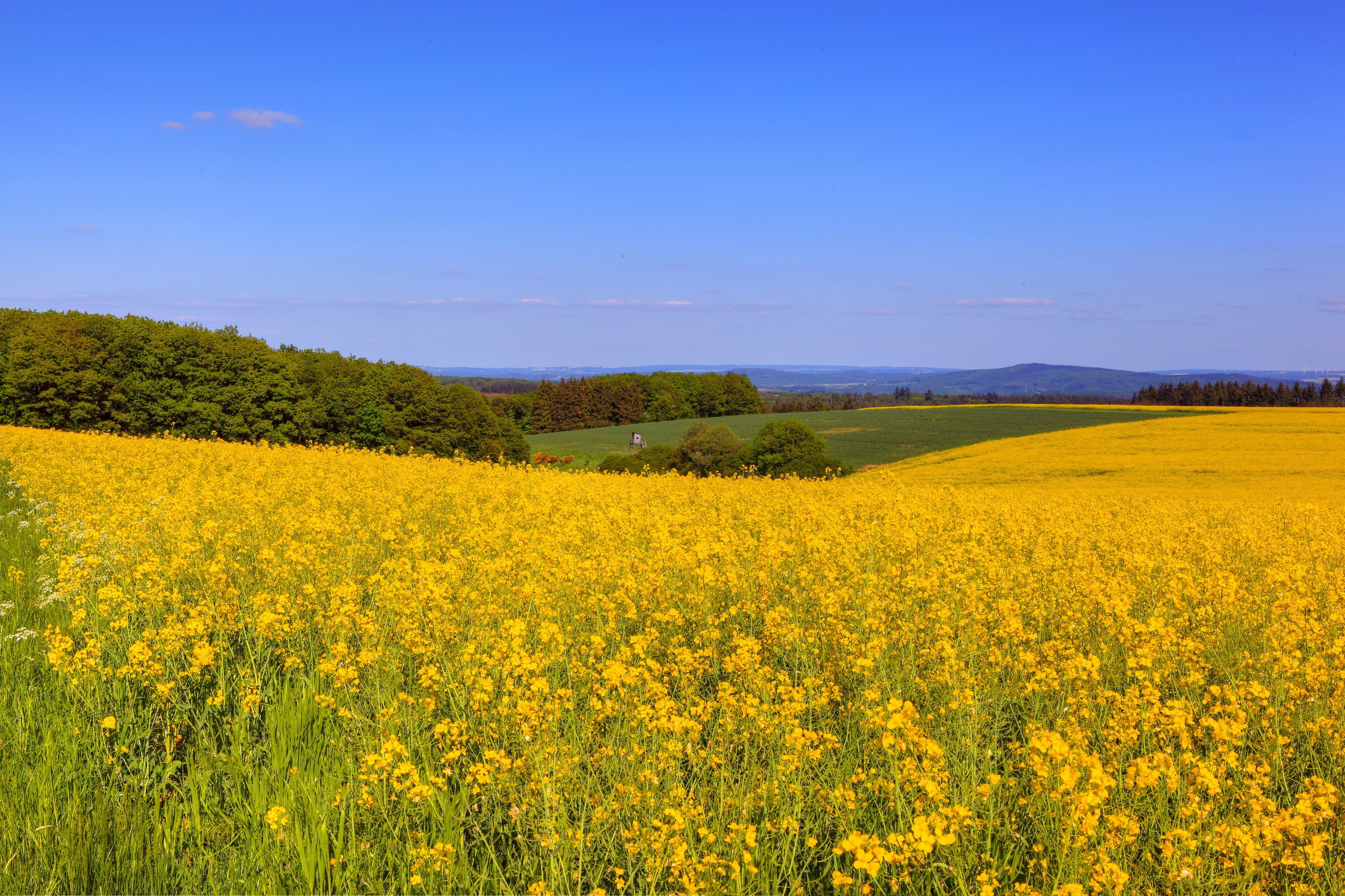 Field of yellow flowers under a blue sky HD Wallpaper