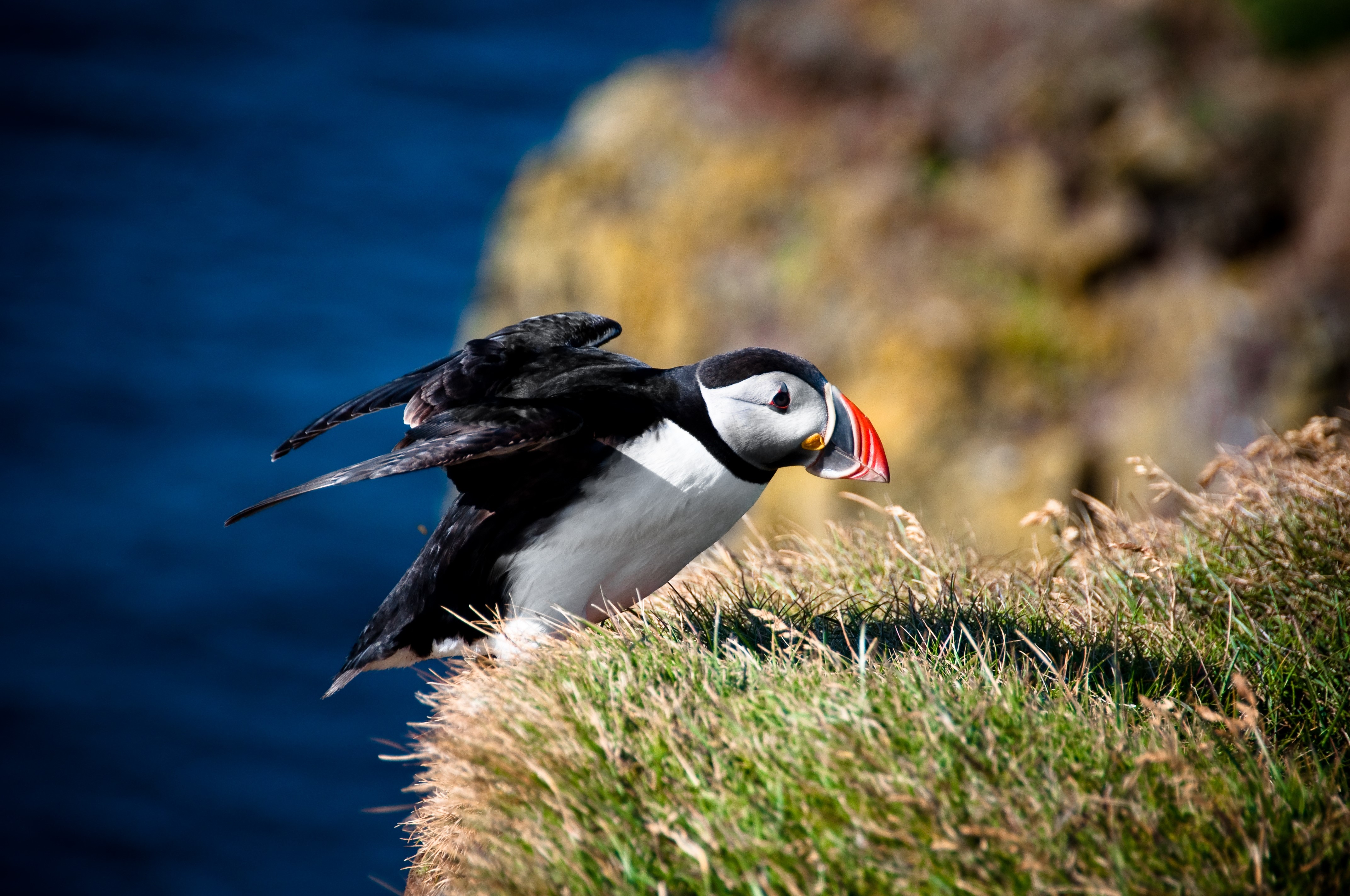 Puffin bird on a grassy cliff HD Wallpaper