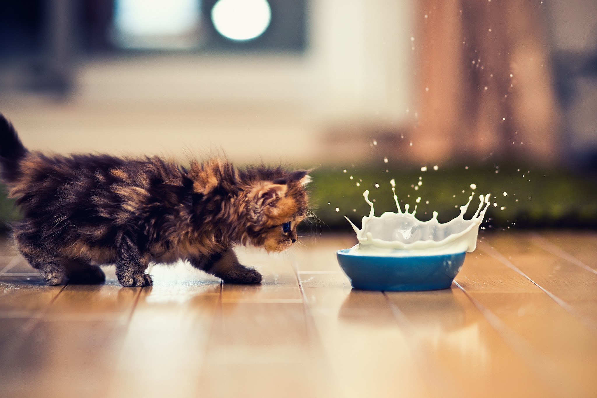 Fluffy kitten curiously approaching a splashing bowl of milk HD Wallpaper