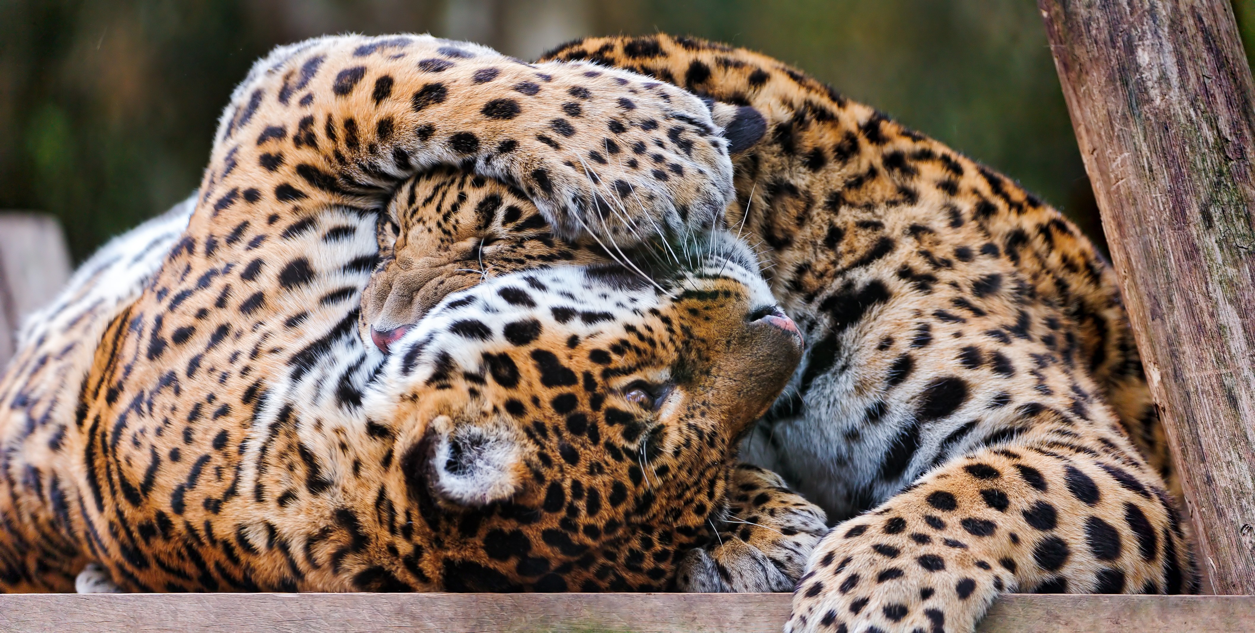 Two Jaguars wrestling HD Wallpaper