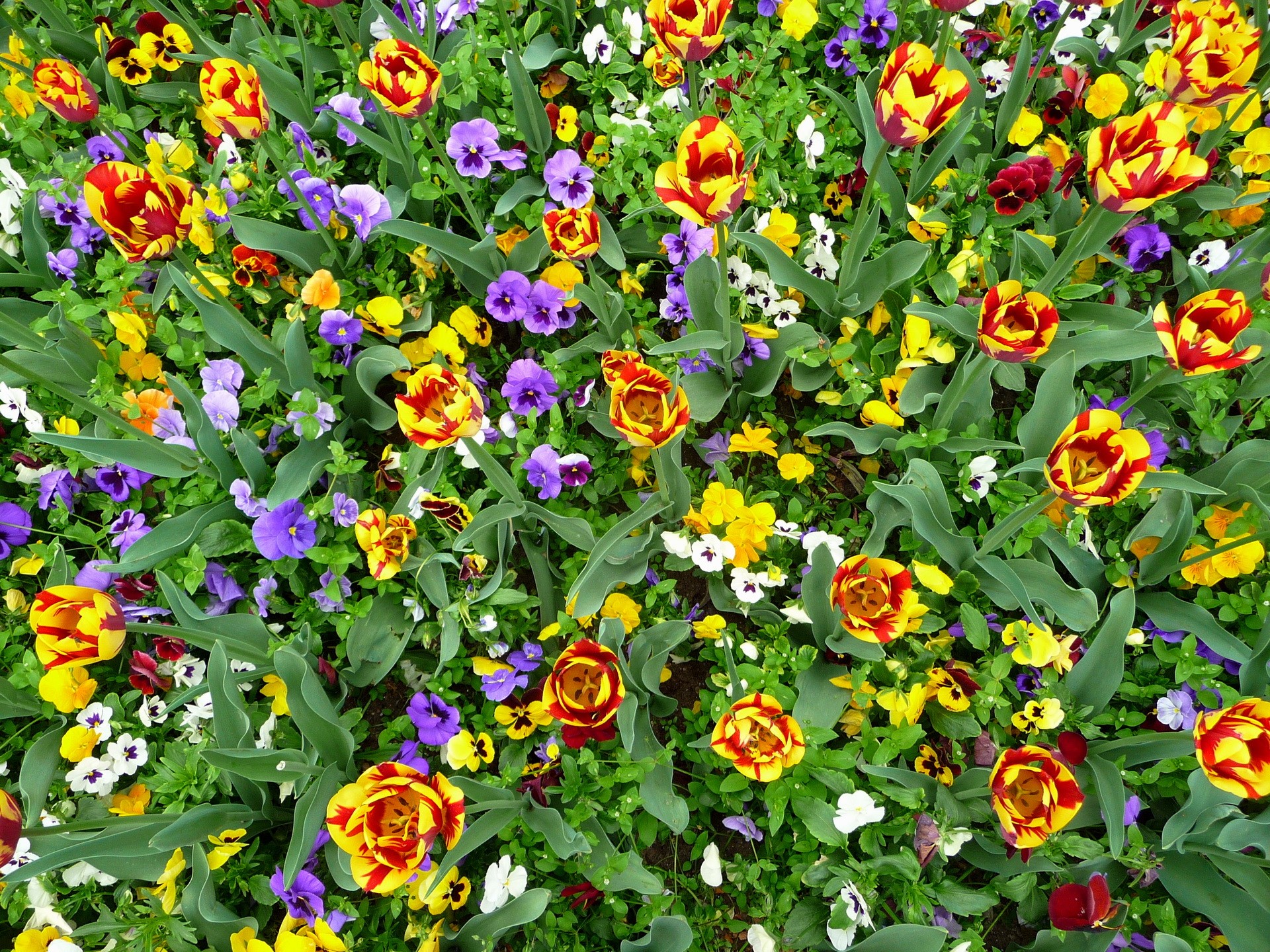 A bed of colorful tulips and pansies HD Wallpaper