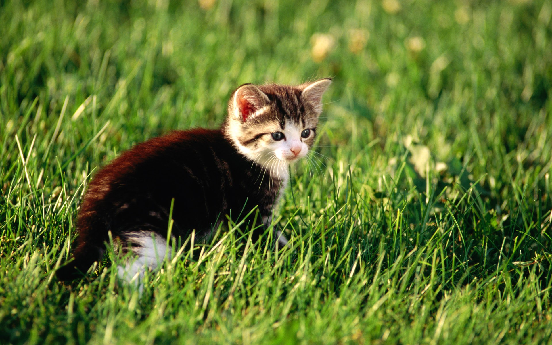 Kitten in green grass HD Wallpaper