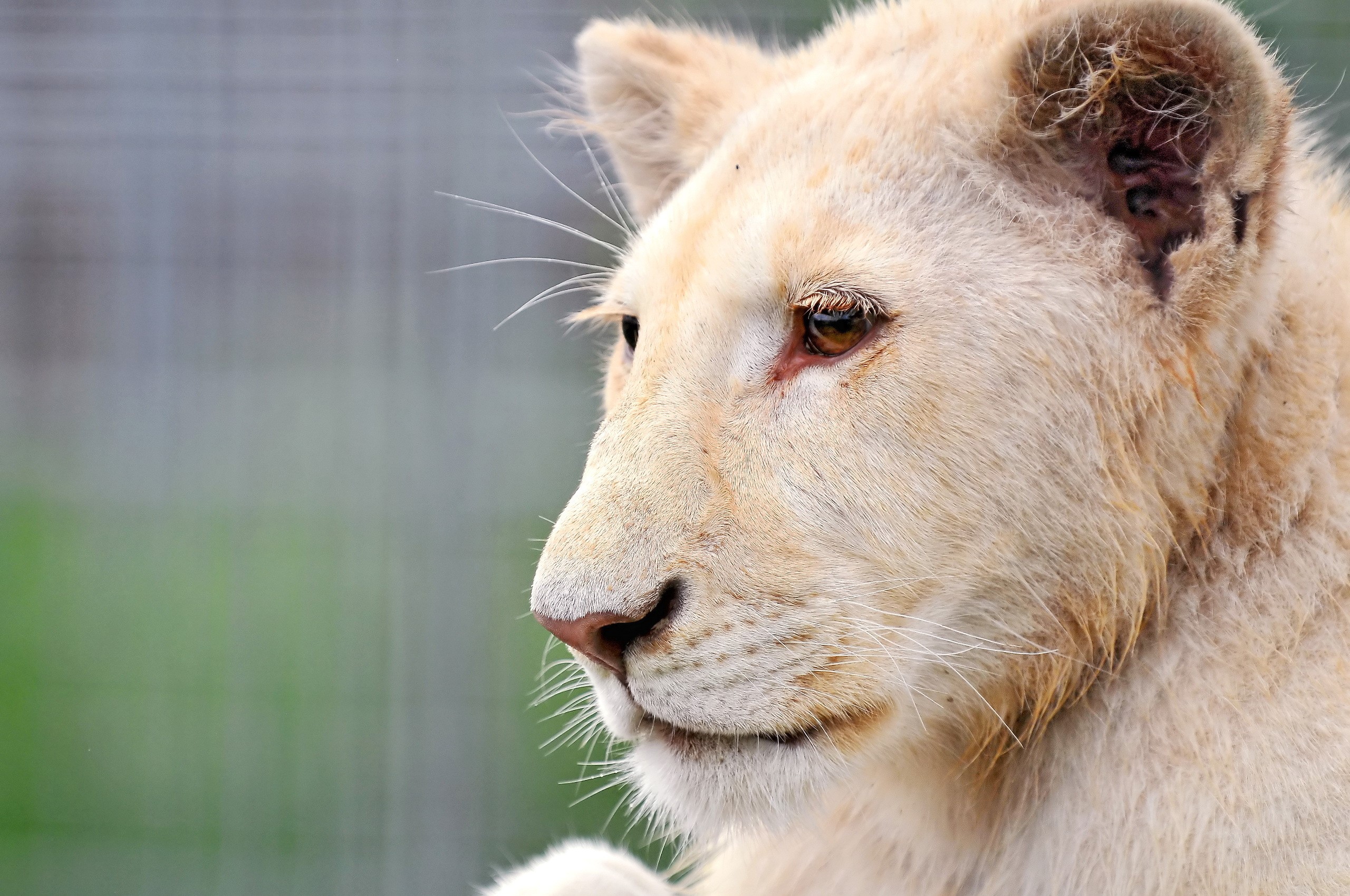 Close-up of a young white lion's face HD Wallpaper