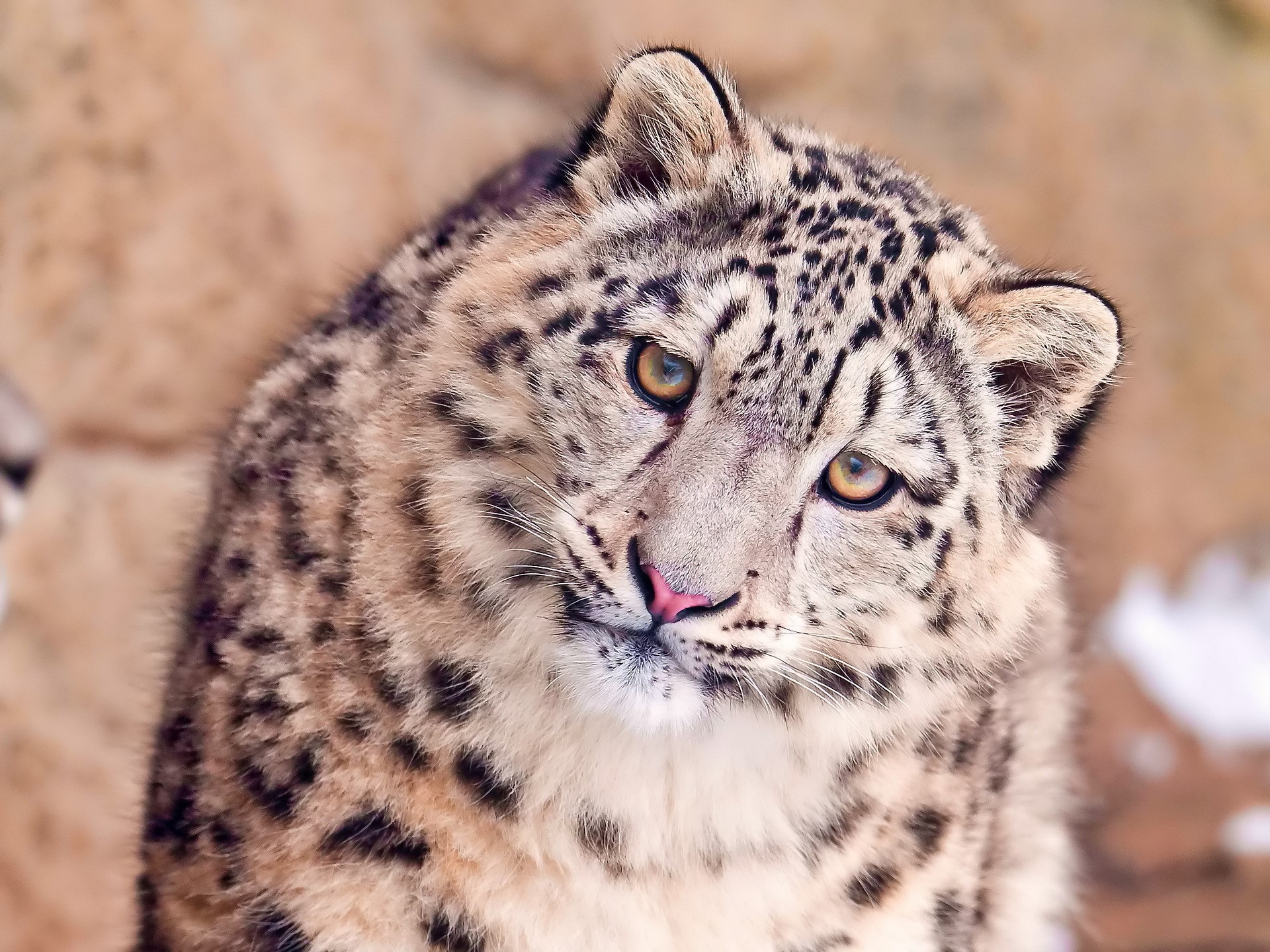 Close-up of a snow leopard cub HD Wallpaper