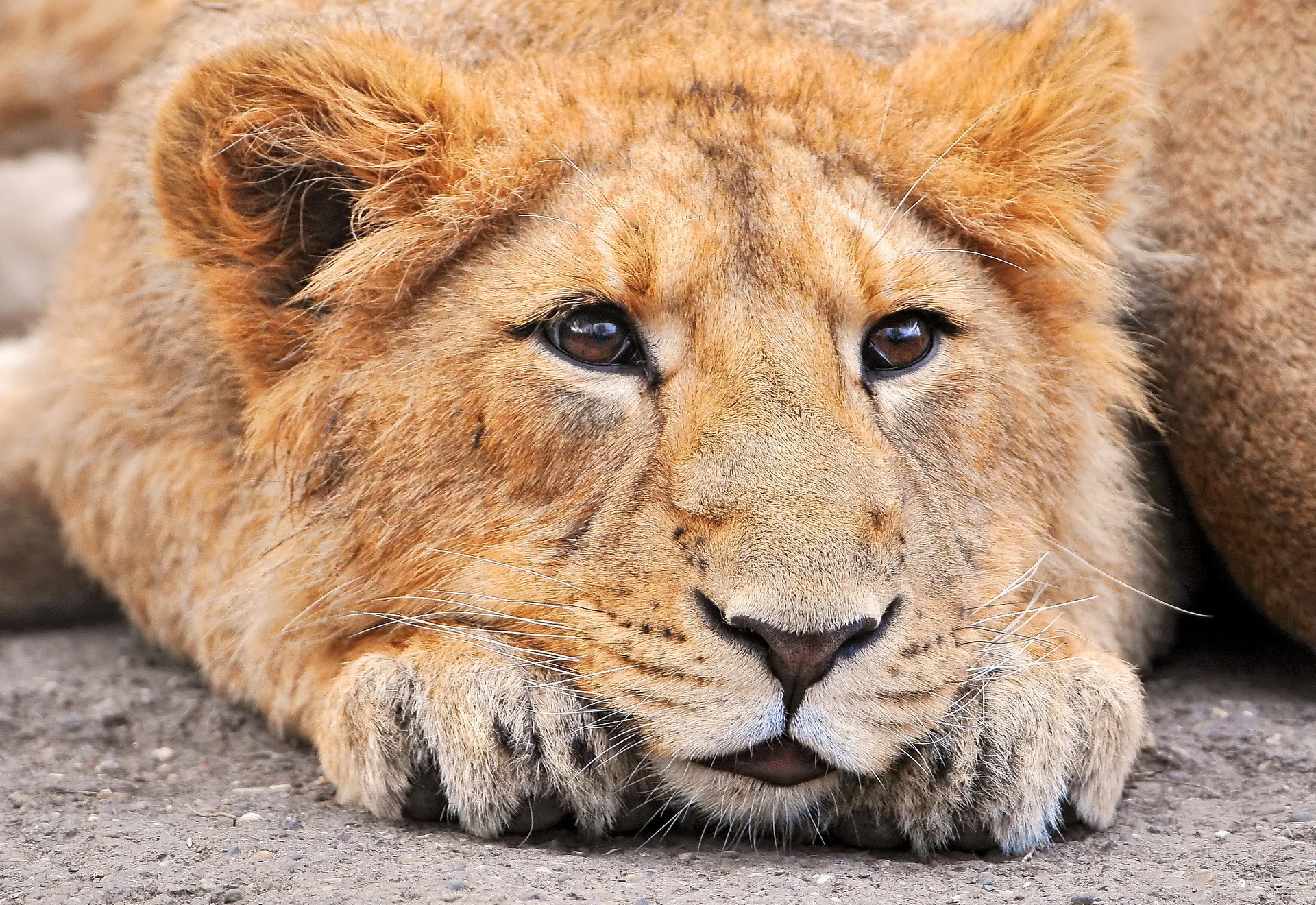 Close-up of a young lion lying down HD Wallpaper