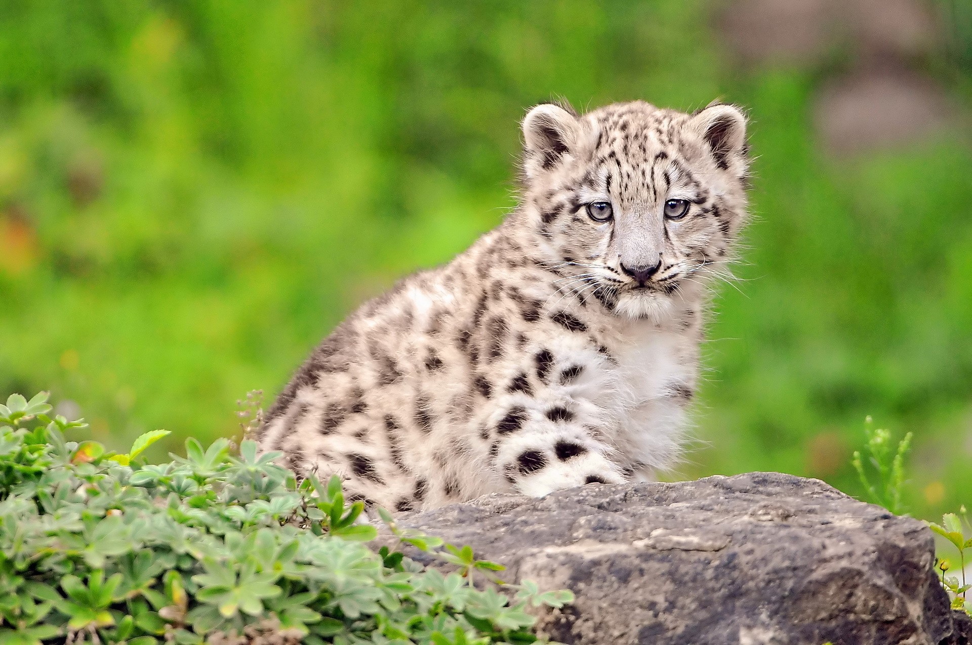 A baby snow leopard sits on a rock HD Wallpaper