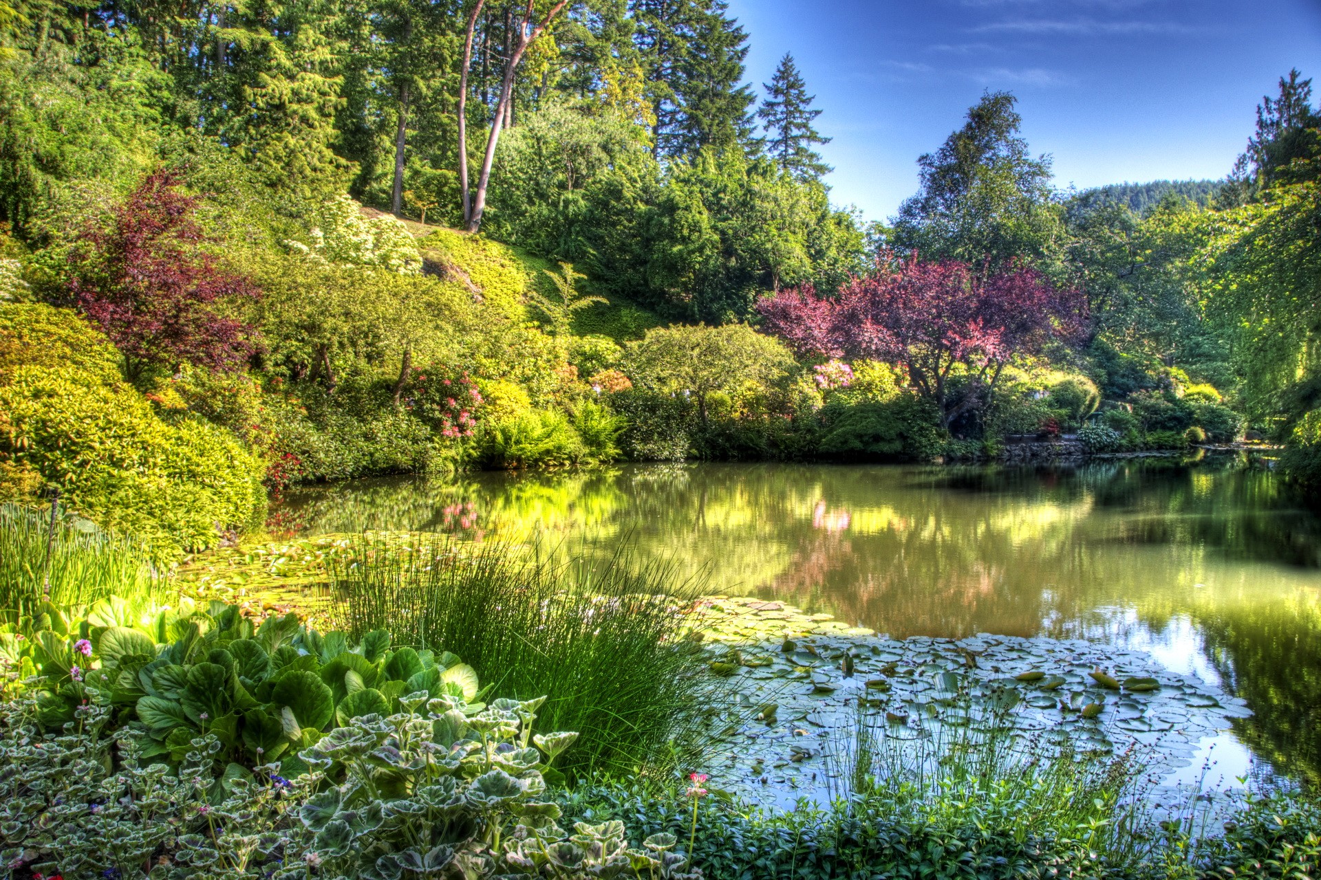 Beautiful garden with a pond and trees HD Wallpaper