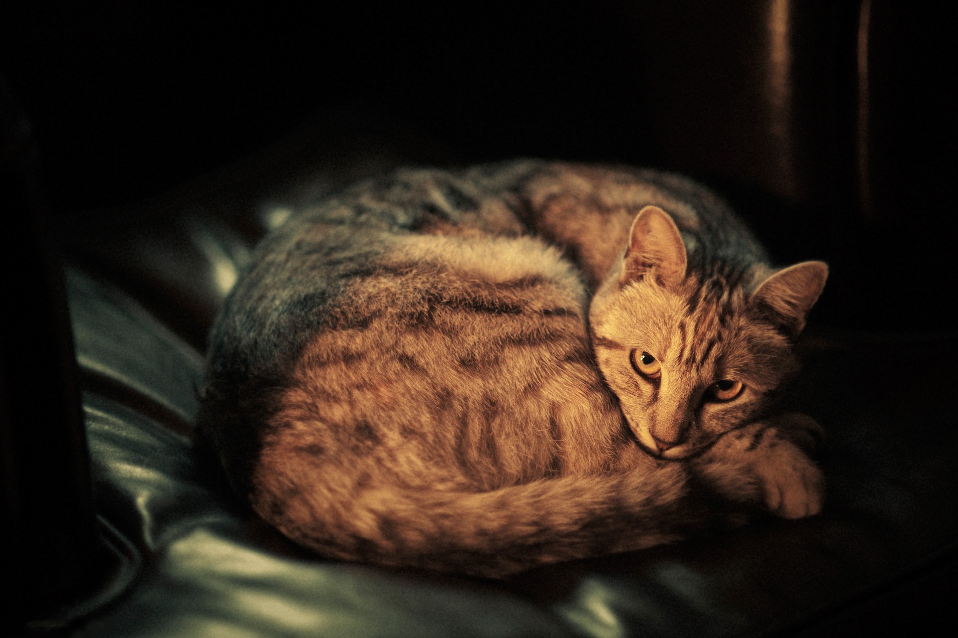 Tabby cat curled up on a dark surface HD Wallpaper
