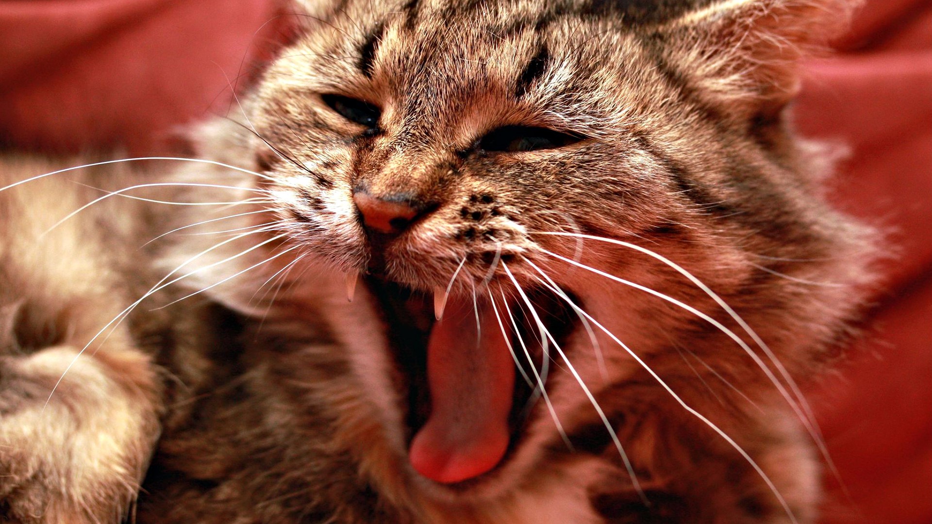 Close-up of a tabby cat yawning HD Wallpaper