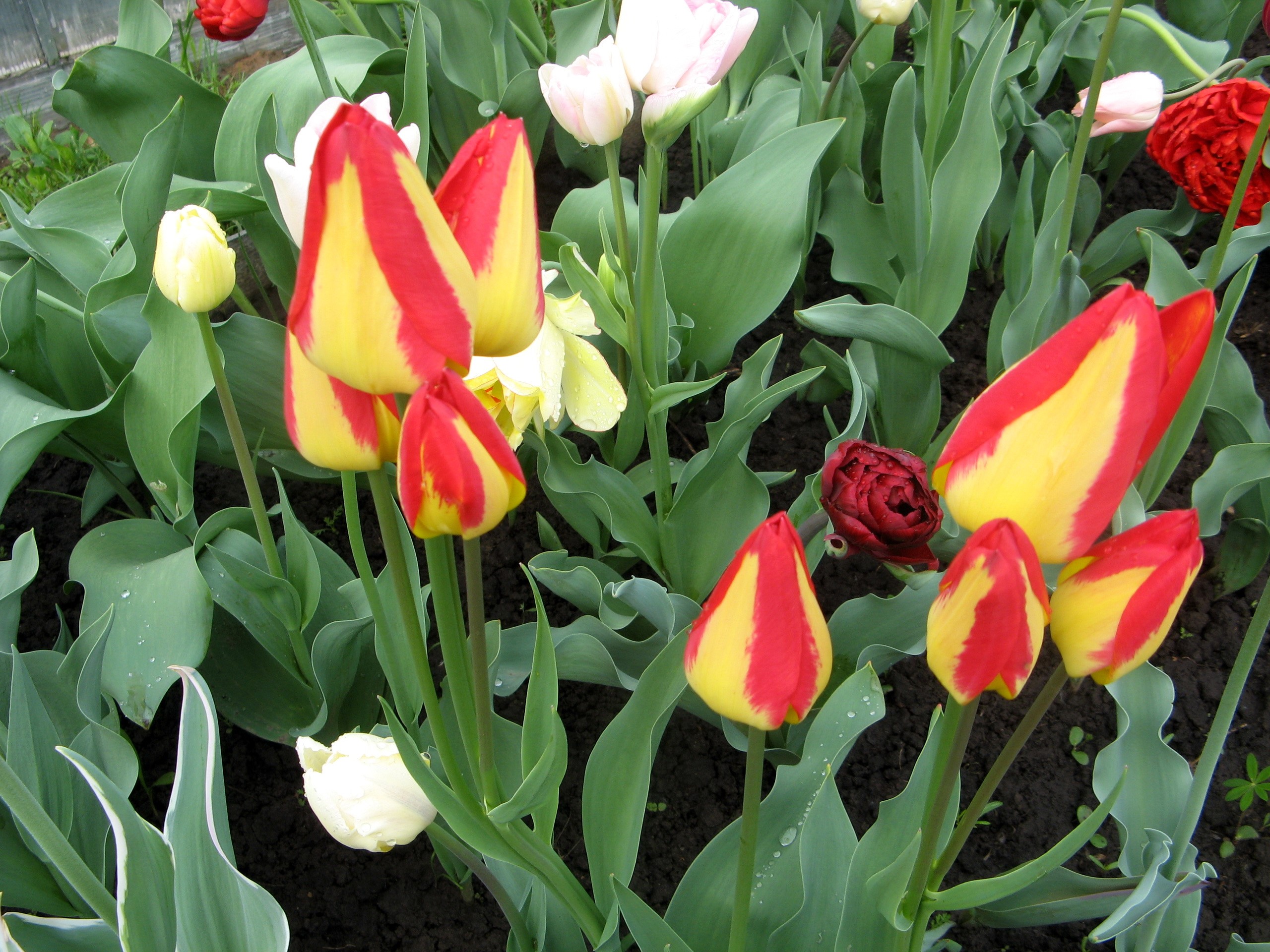 Red and yellow tulips in a garden HD Wallpaper
