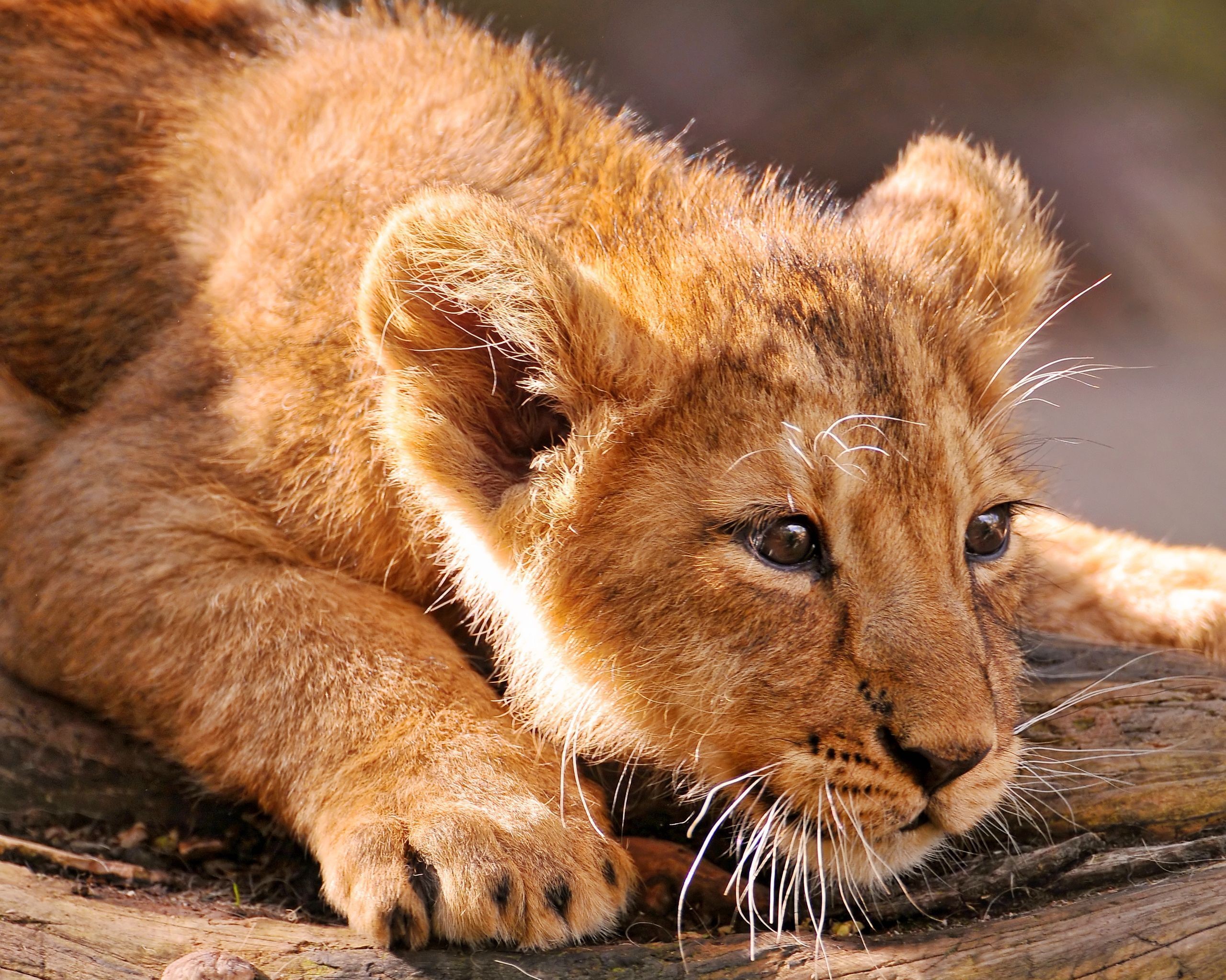 Lion cub lying on a log HD Wallpaper