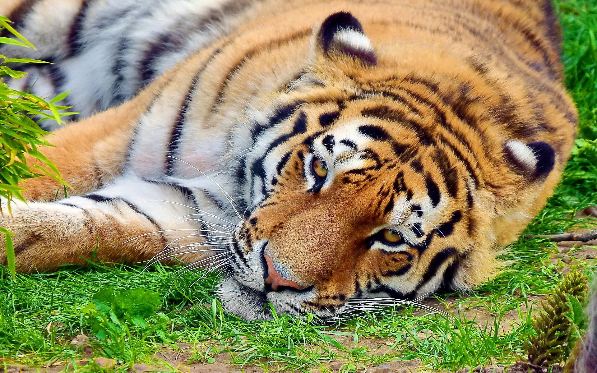 Tiger lying on grass HD Wallpaper