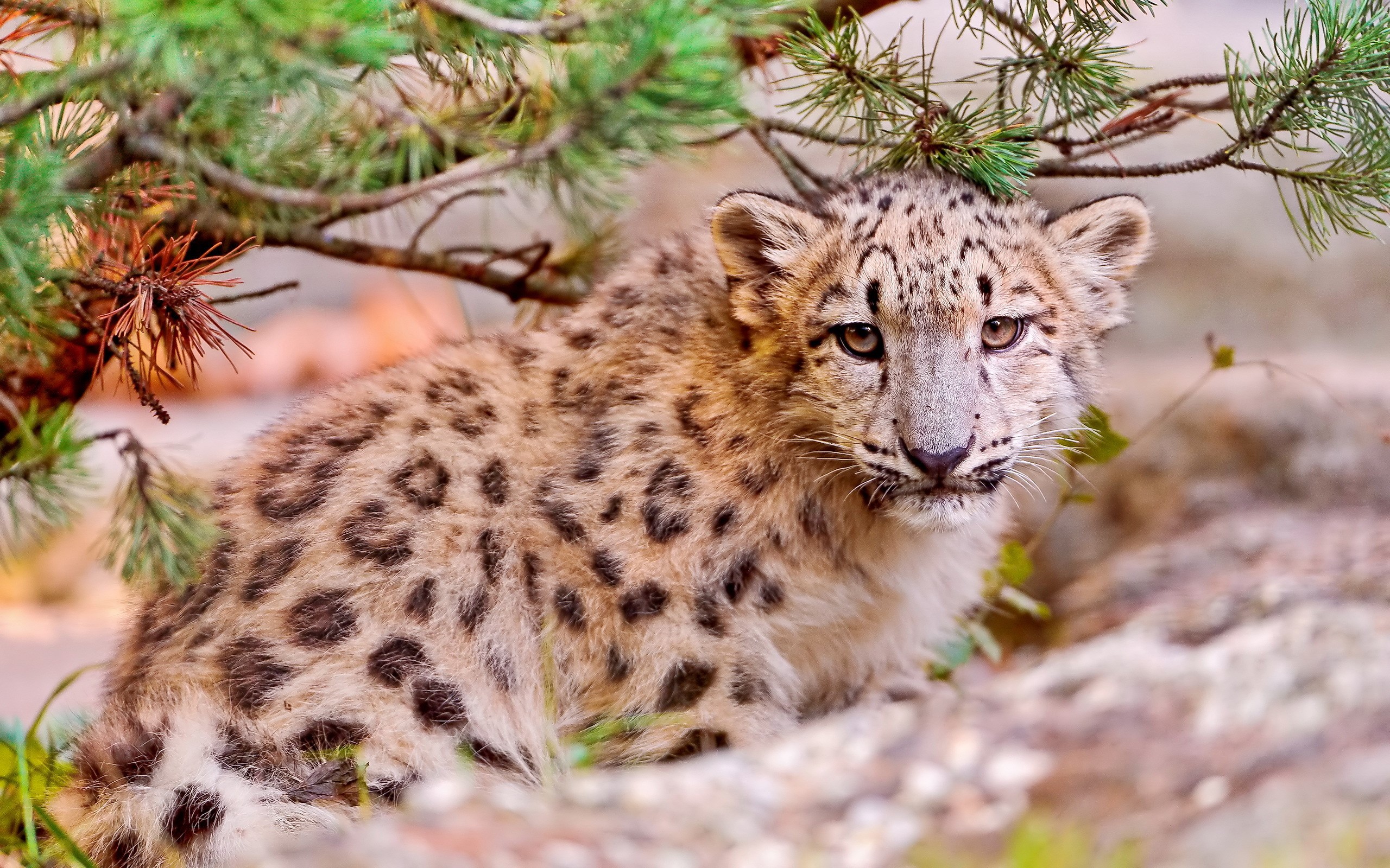 A young snow leopard cub rests under pine branches HD Wallpaper