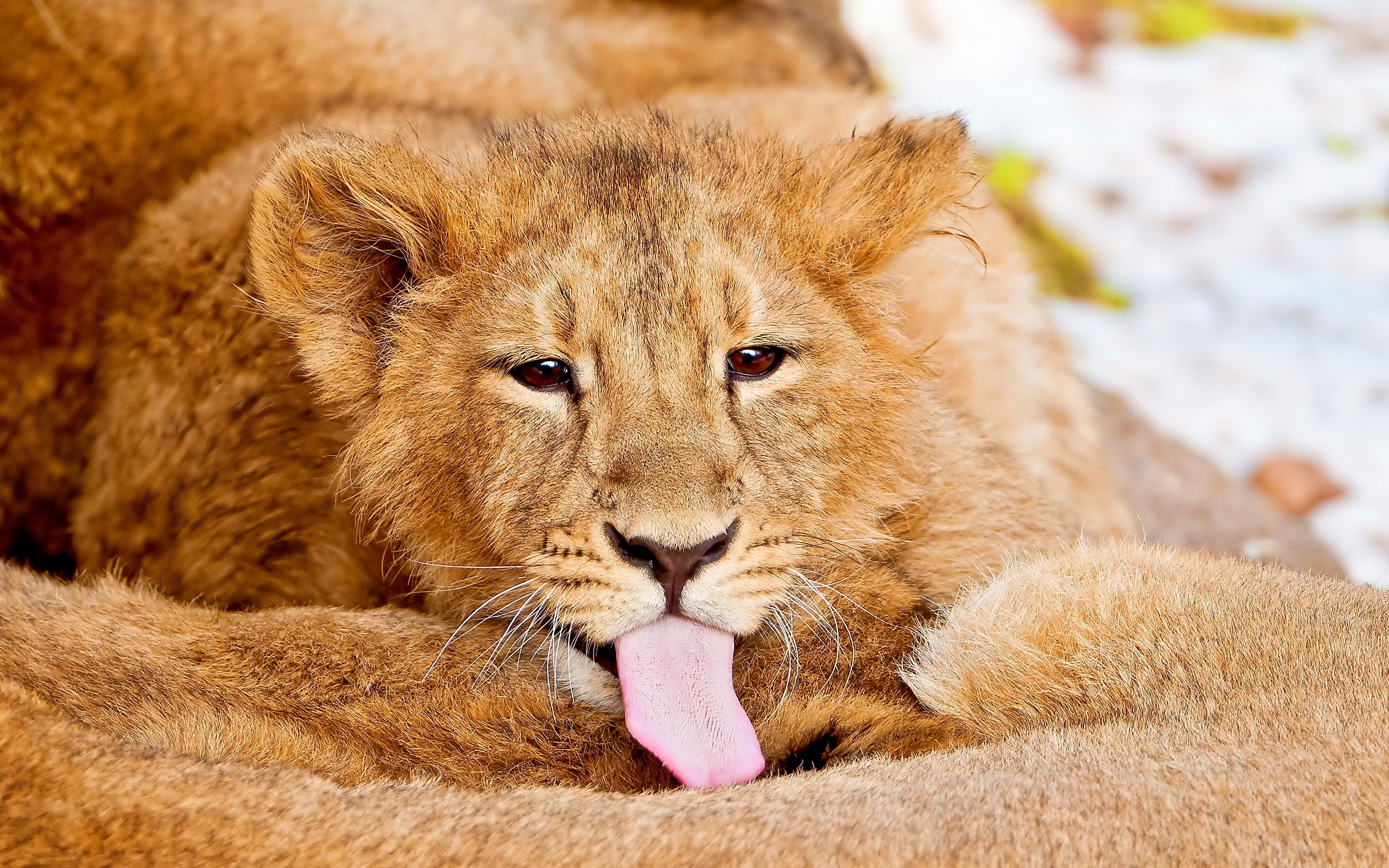 Lion cub licking its paw HD Wallpaper