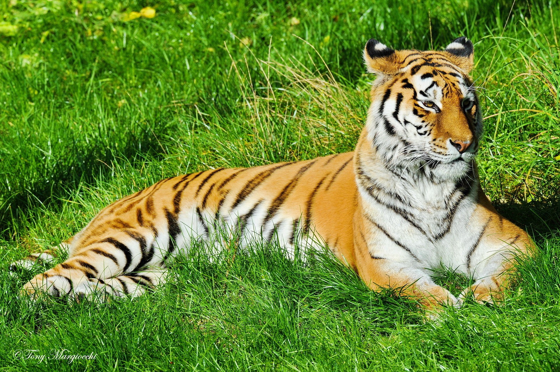 Tiger lying in green grass HD Wallpaper