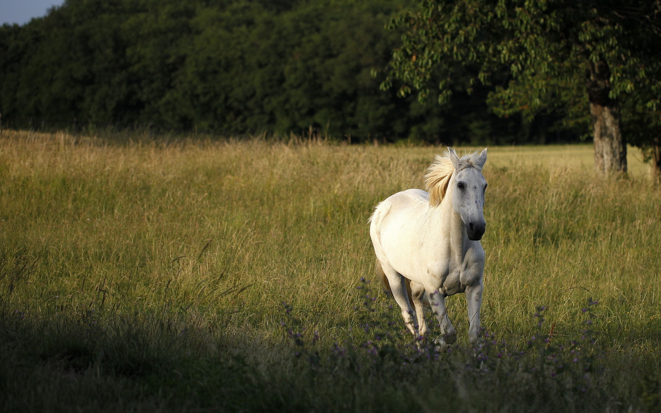 A white horse runs through a grassy field HD Wallpaper