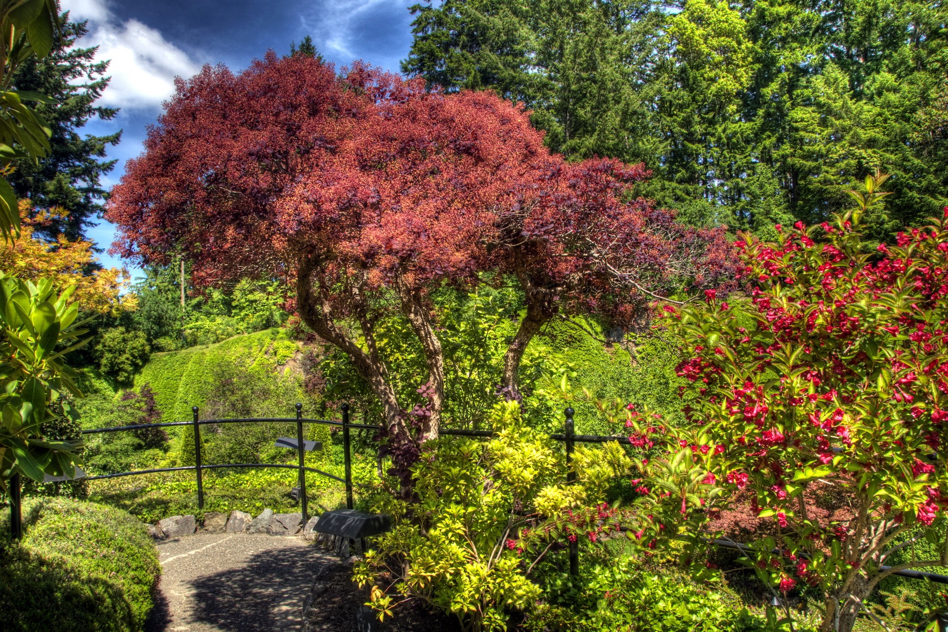 A beautiful garden with a red-leafed tree and blooming flowers HD Wallpaper