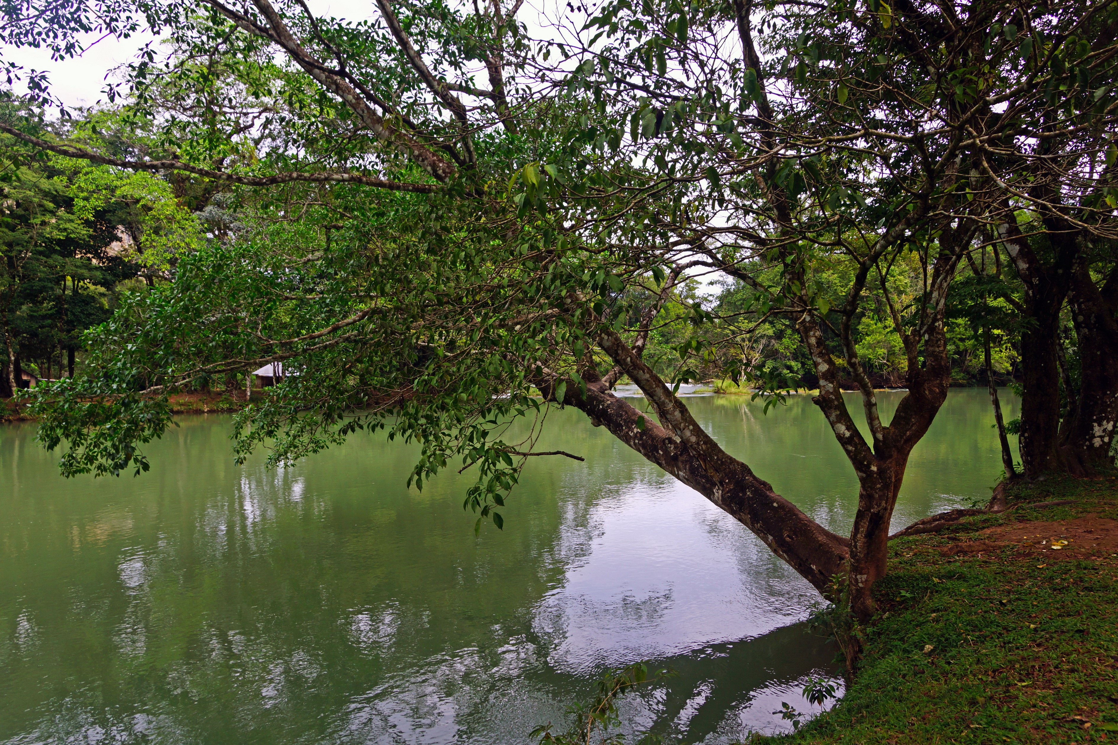 Tree branches over a calm green river HD Wallpaper