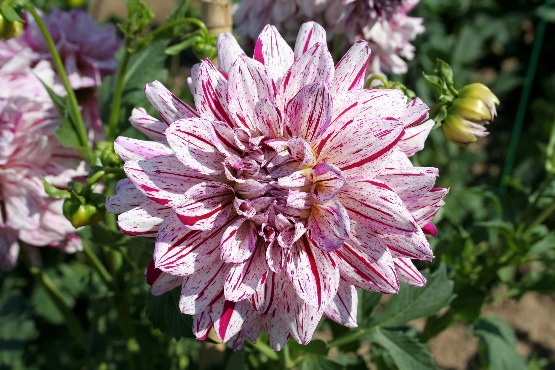 Dahlia flower with pink and white petals HD Wallpaper