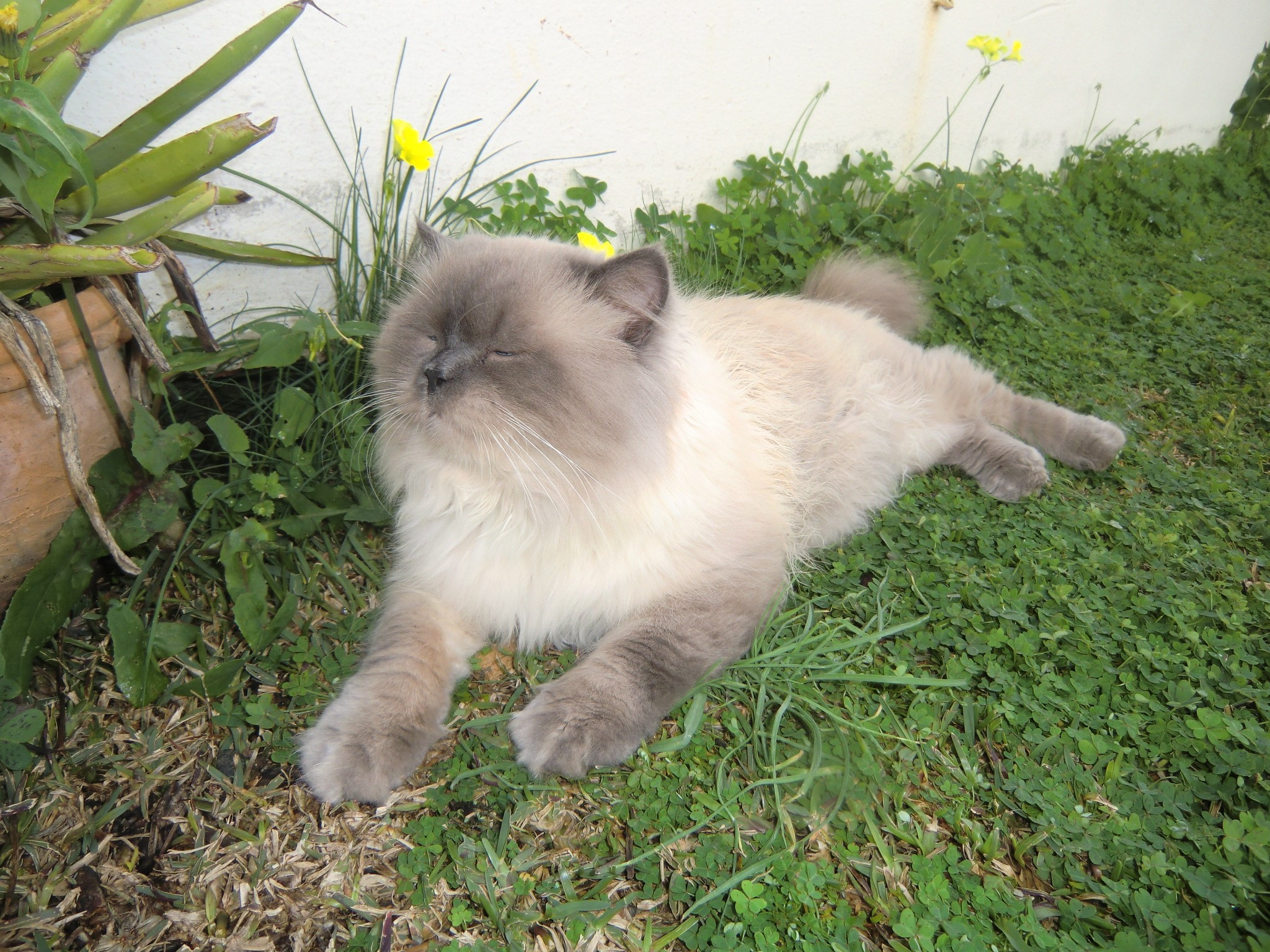 Himalayan cat lying on grass HD Wallpaper