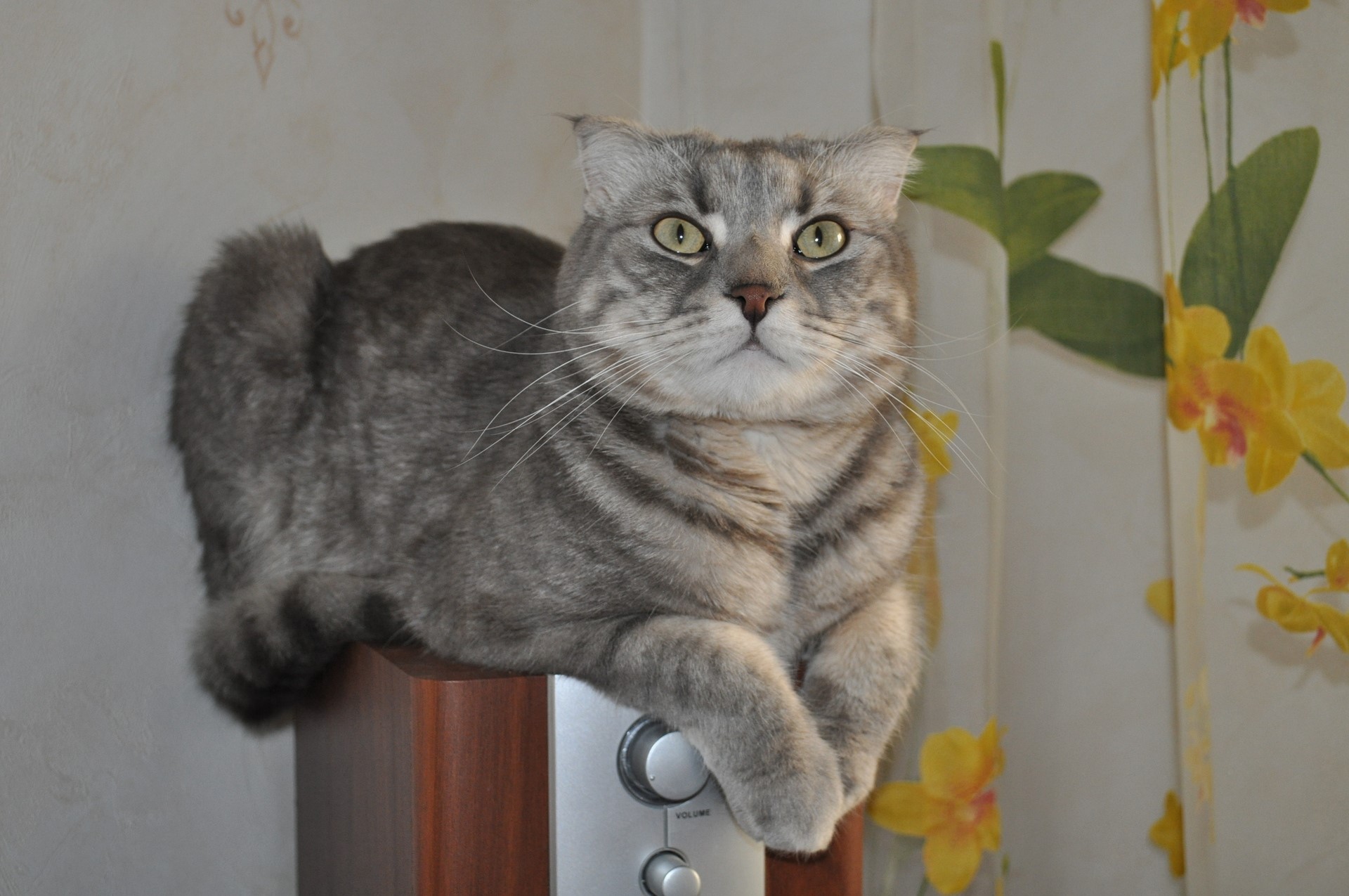 A grey tabby cat sitting on a speaker HD Wallpaper