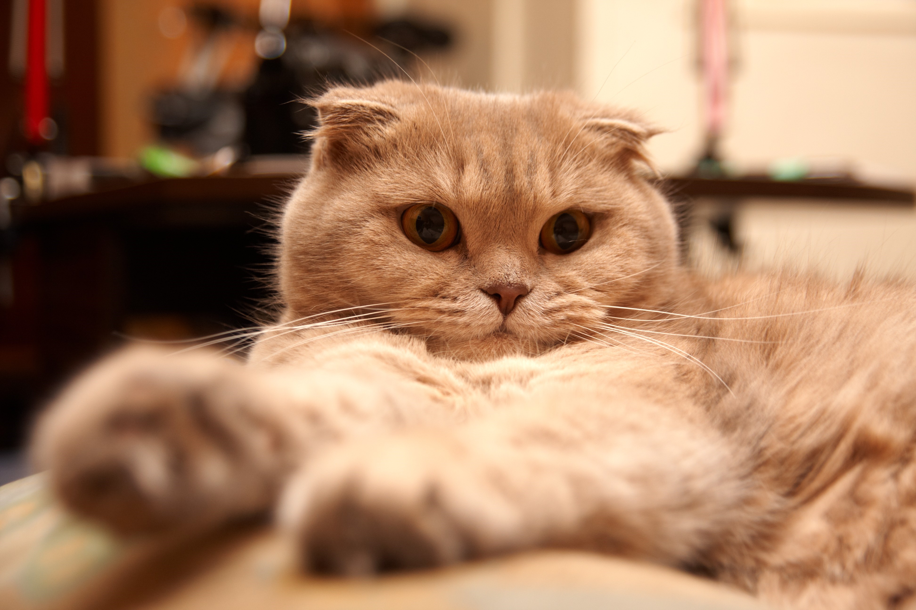 Scottish Fold cat with amber eyes HD Wallpaper