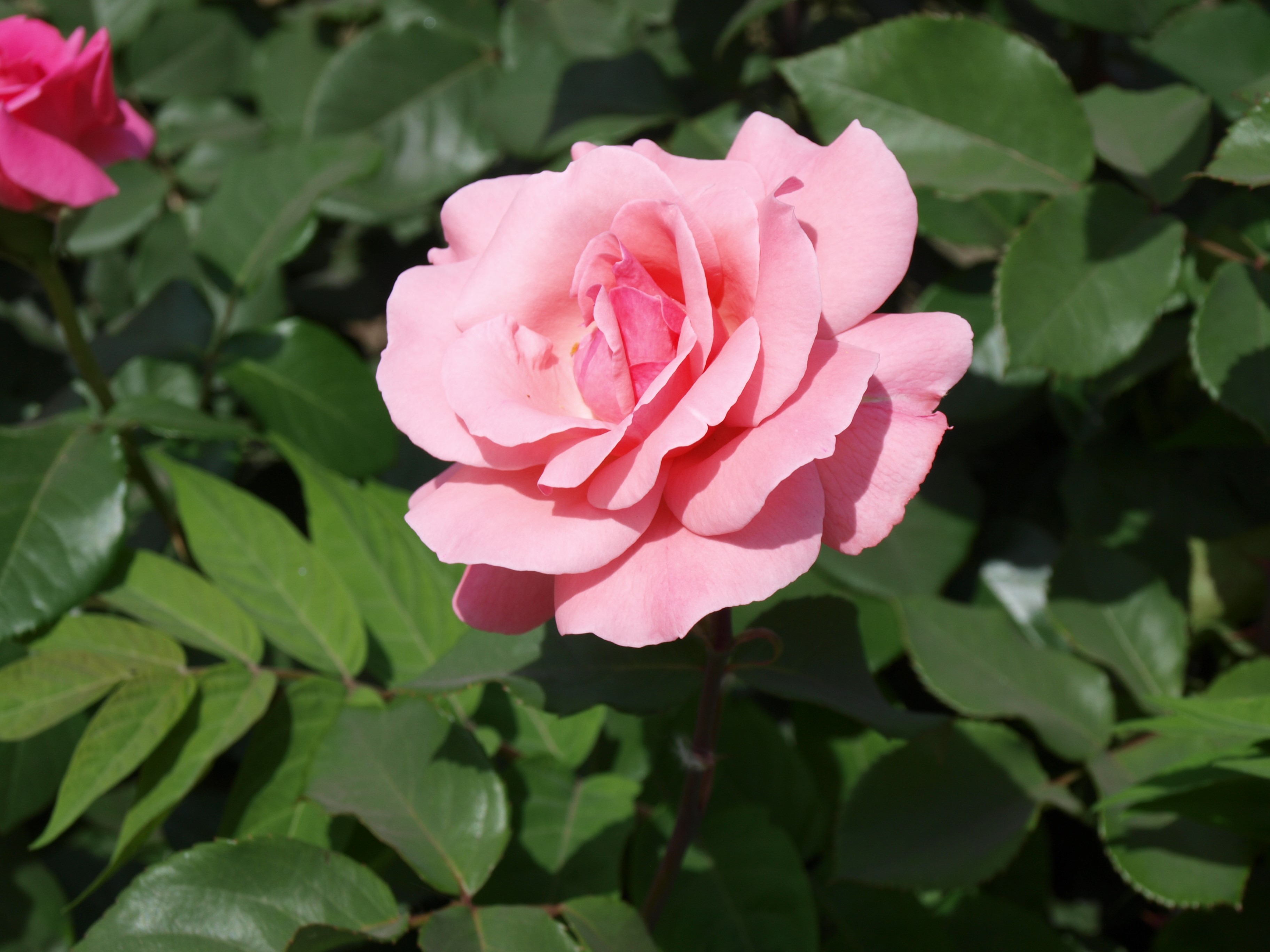 Pink rose in bloom with green leaves HD Wallpaper