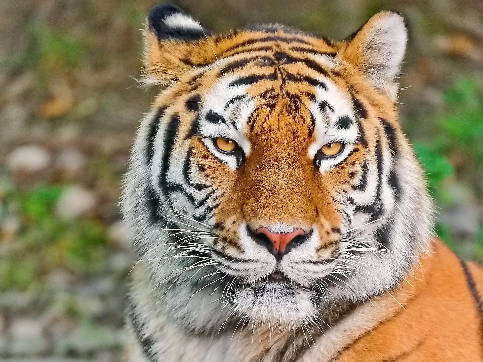 Close-up of a tiger's face HD Wallpaper