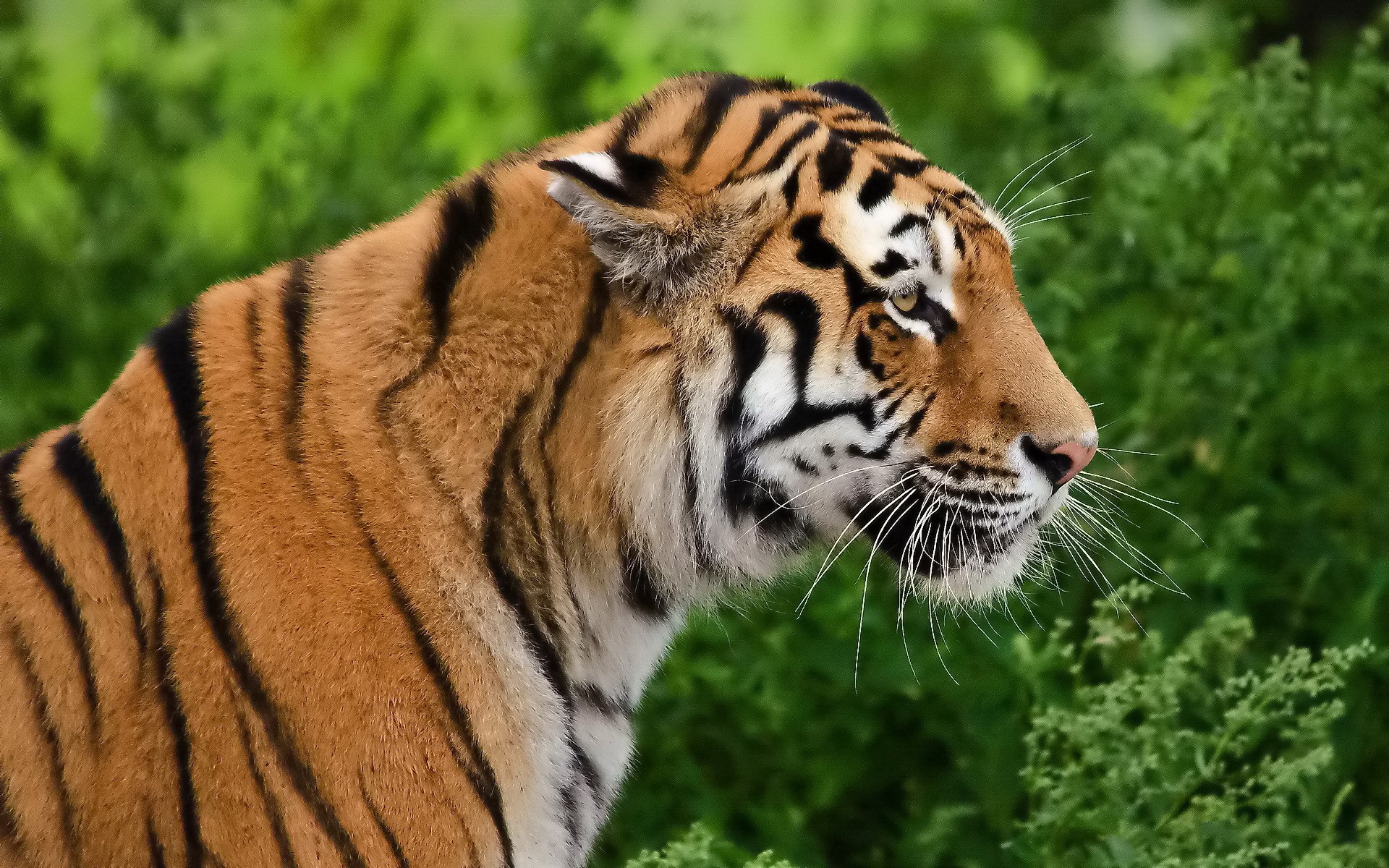 Tiger in a green forest HD Wallpaper