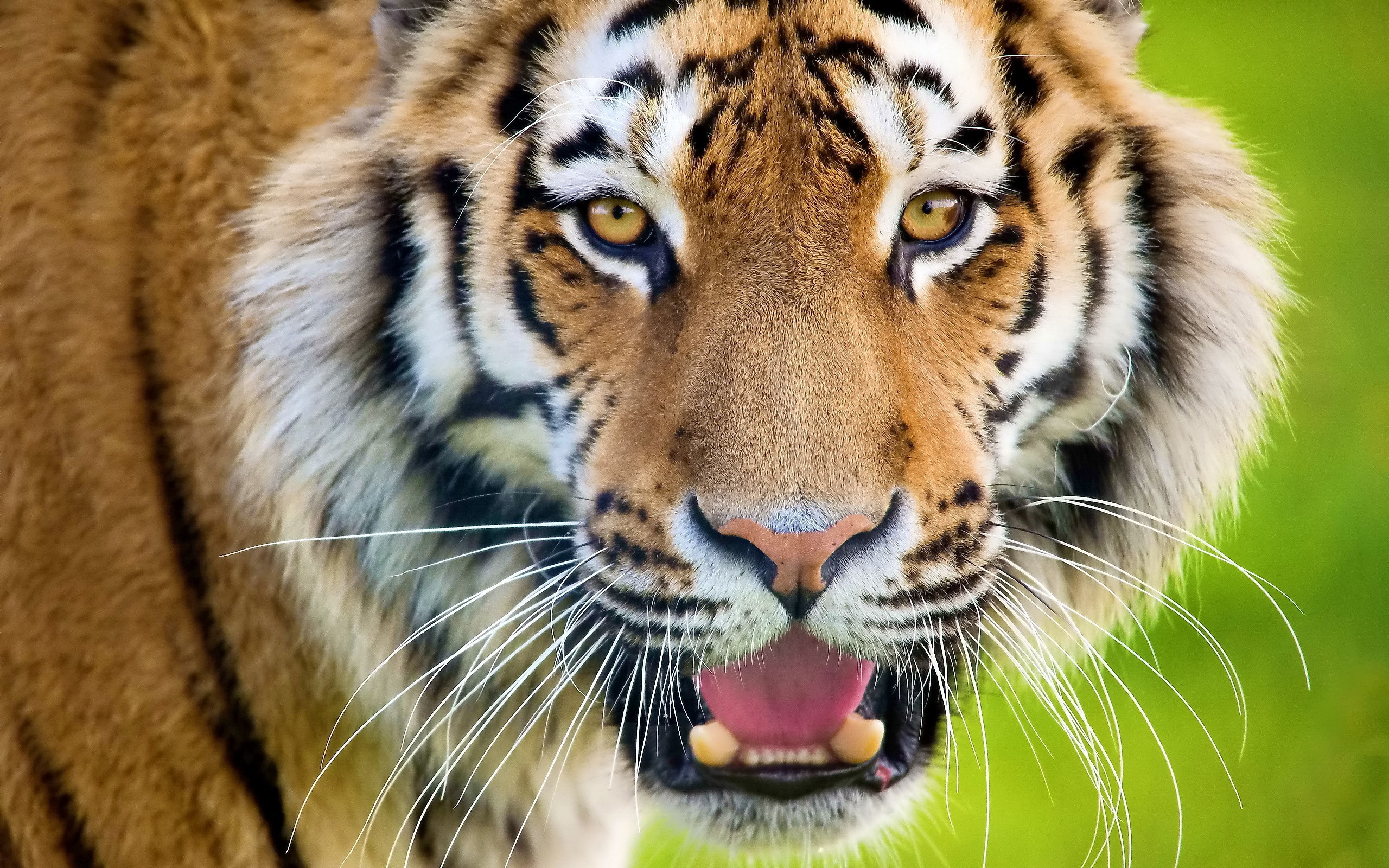 Close-up of a tiger's face HD Wallpaper