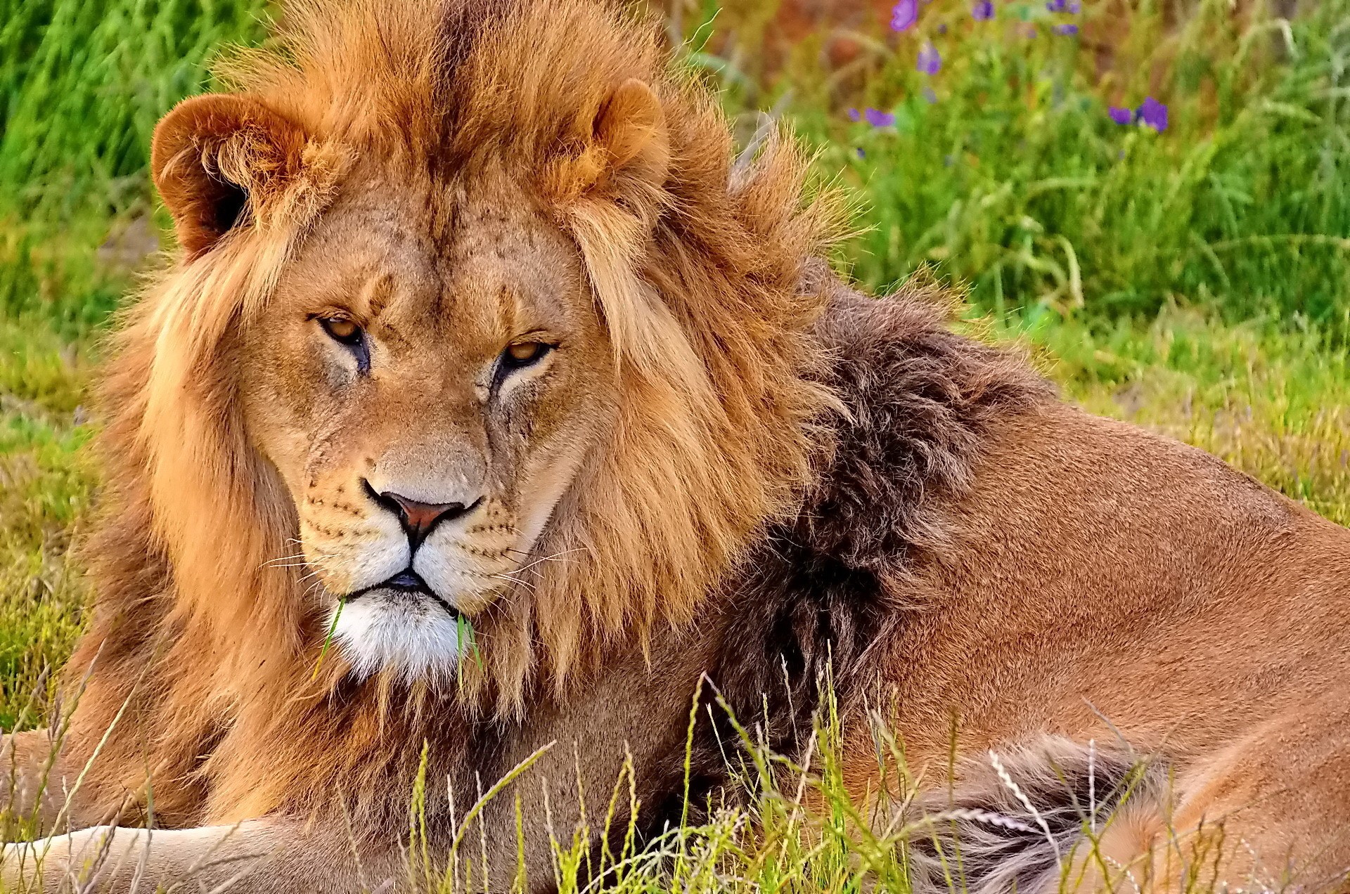 A male lion with a mane lying in grass HD Wallpaper