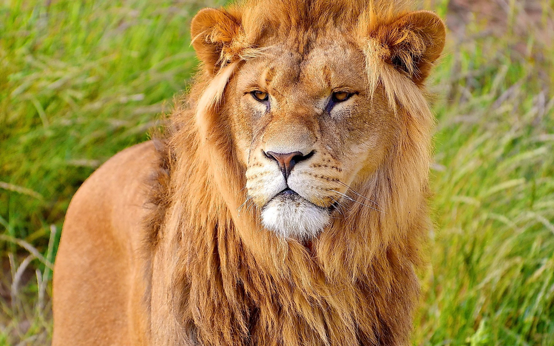 Lion with a mane in tall grass HD Wallpaper