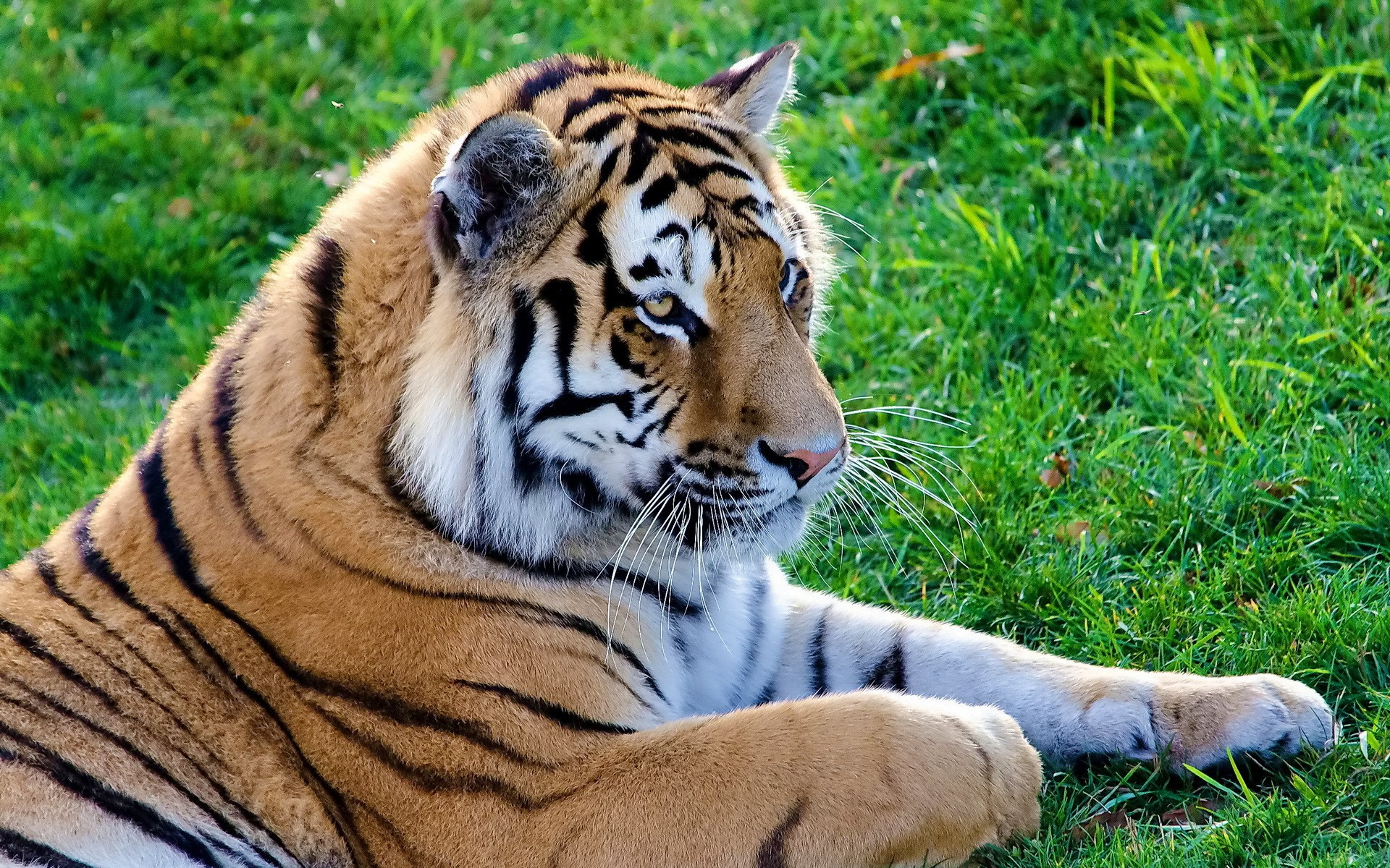 Tiger lying on green grass HD Wallpaper