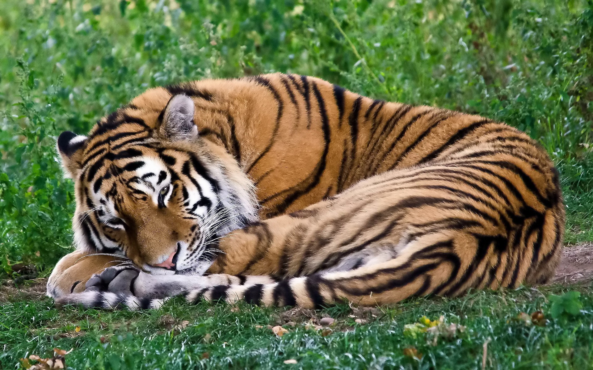 Tiger sleeping on grass HD Wallpaper
